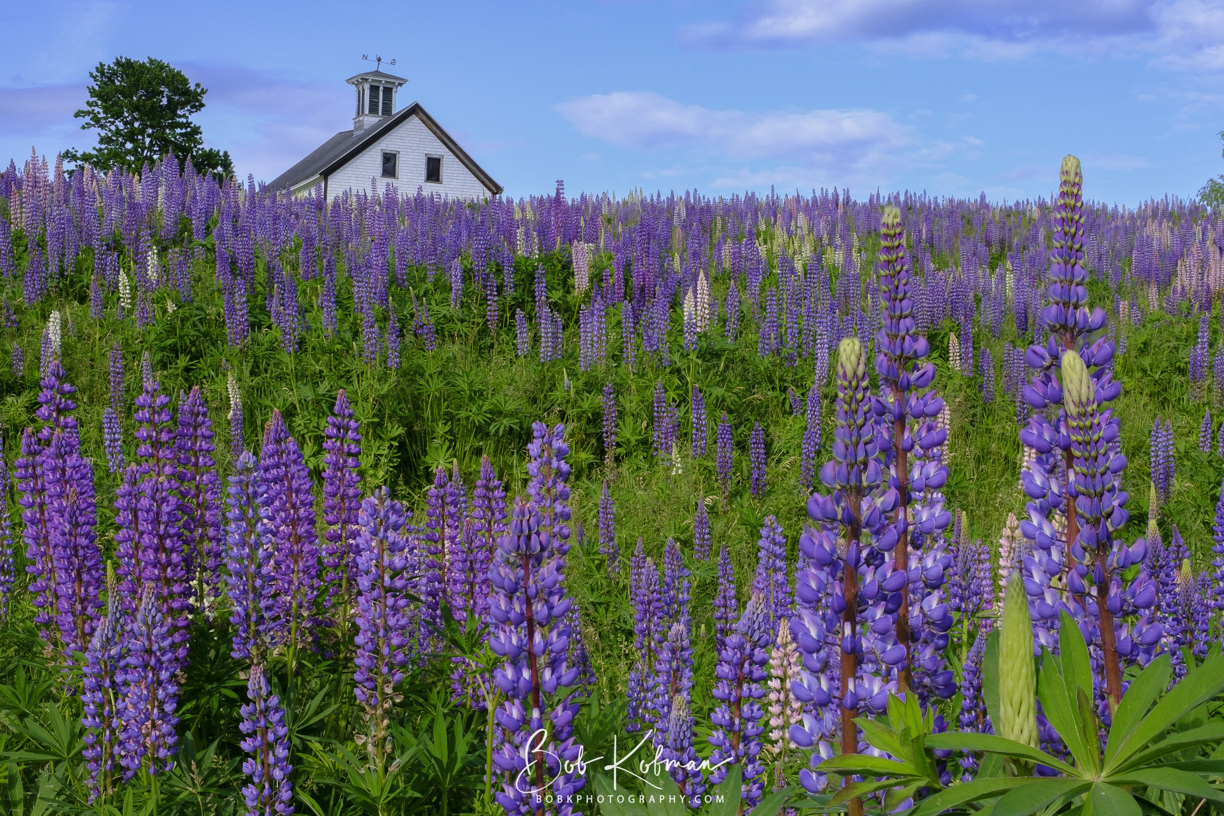 Lupines-15.jpg