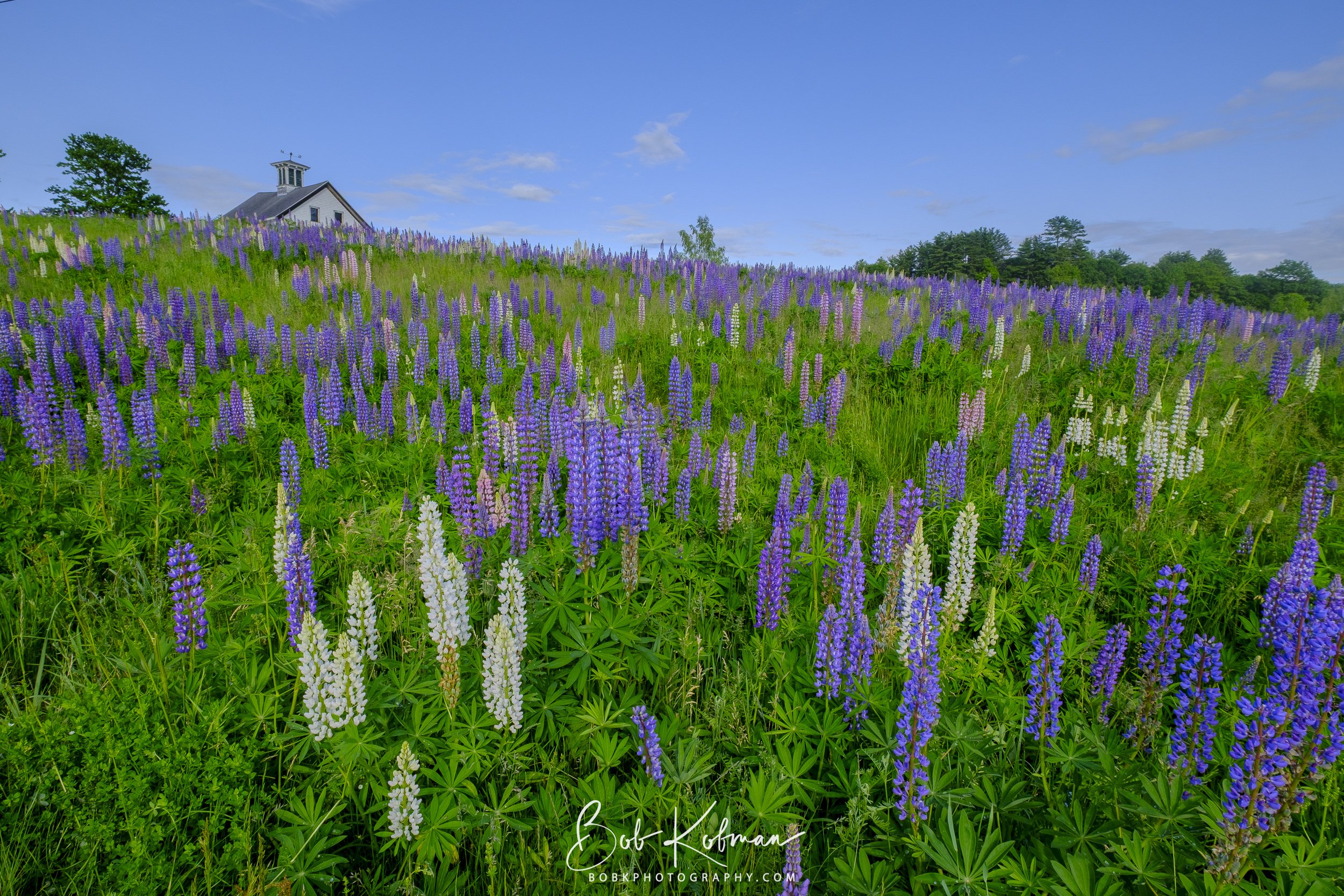 Lupines-16.jpg