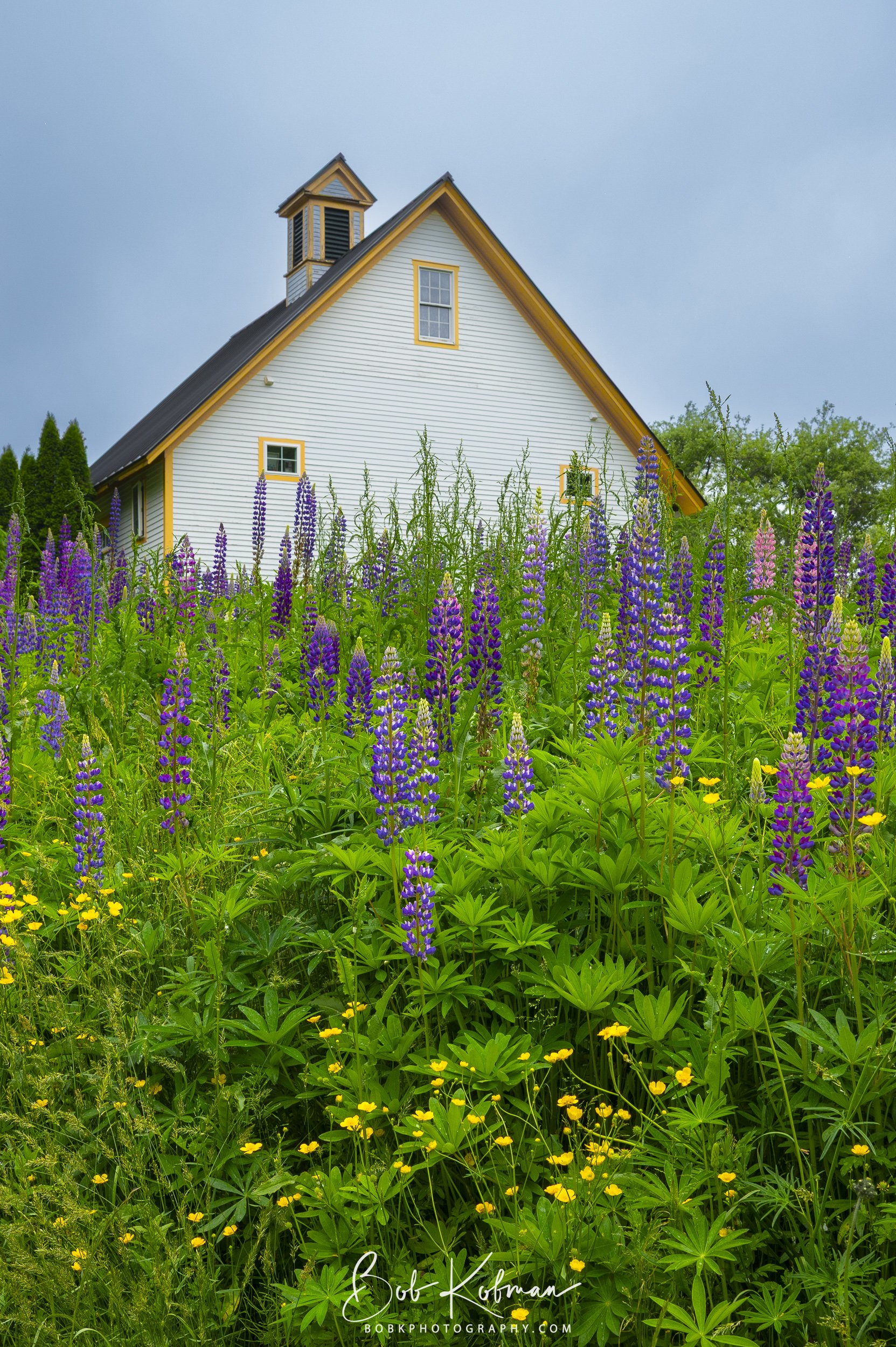 Lupines-17.jpg
