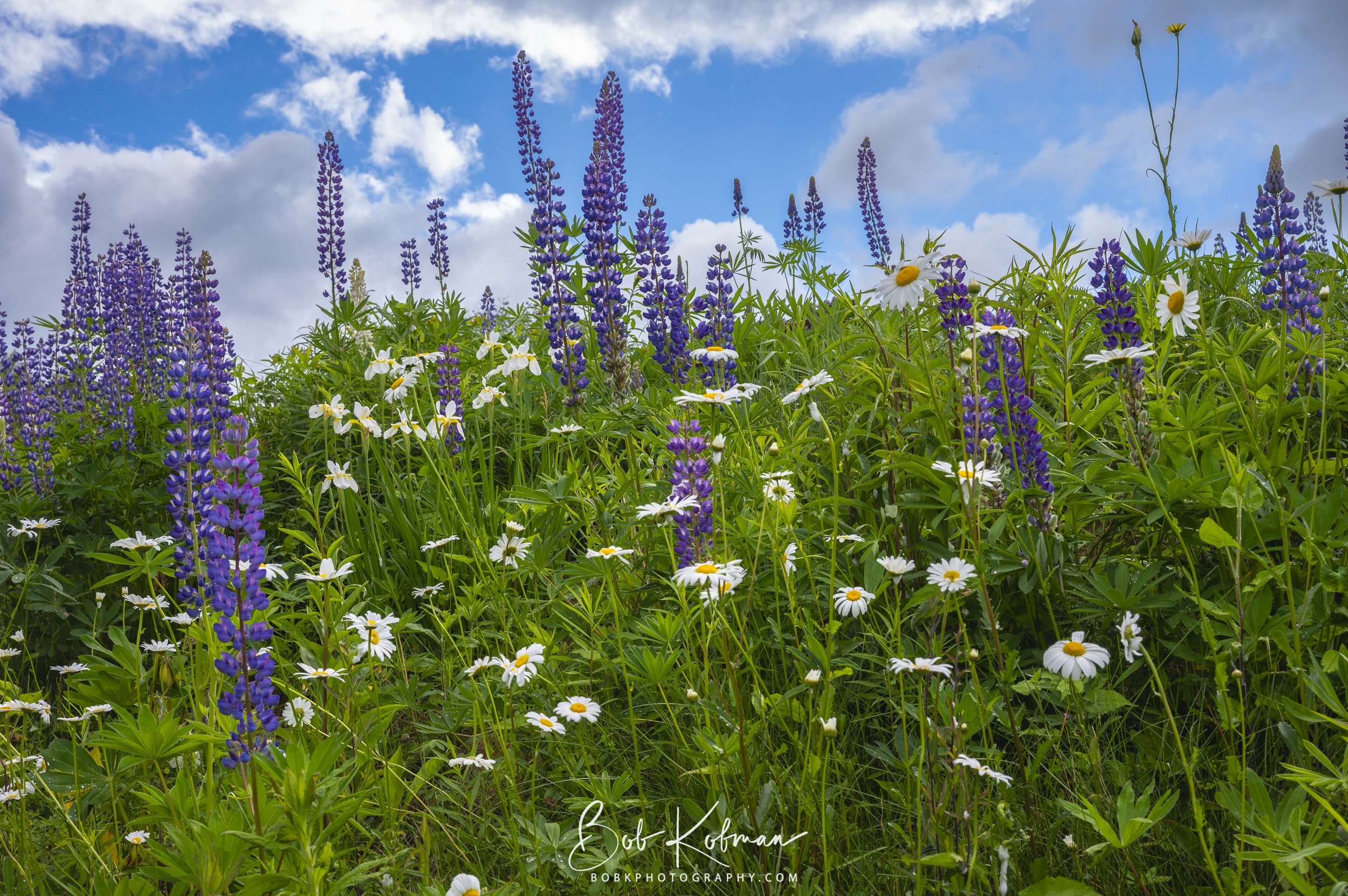 Lupines-18.jpg