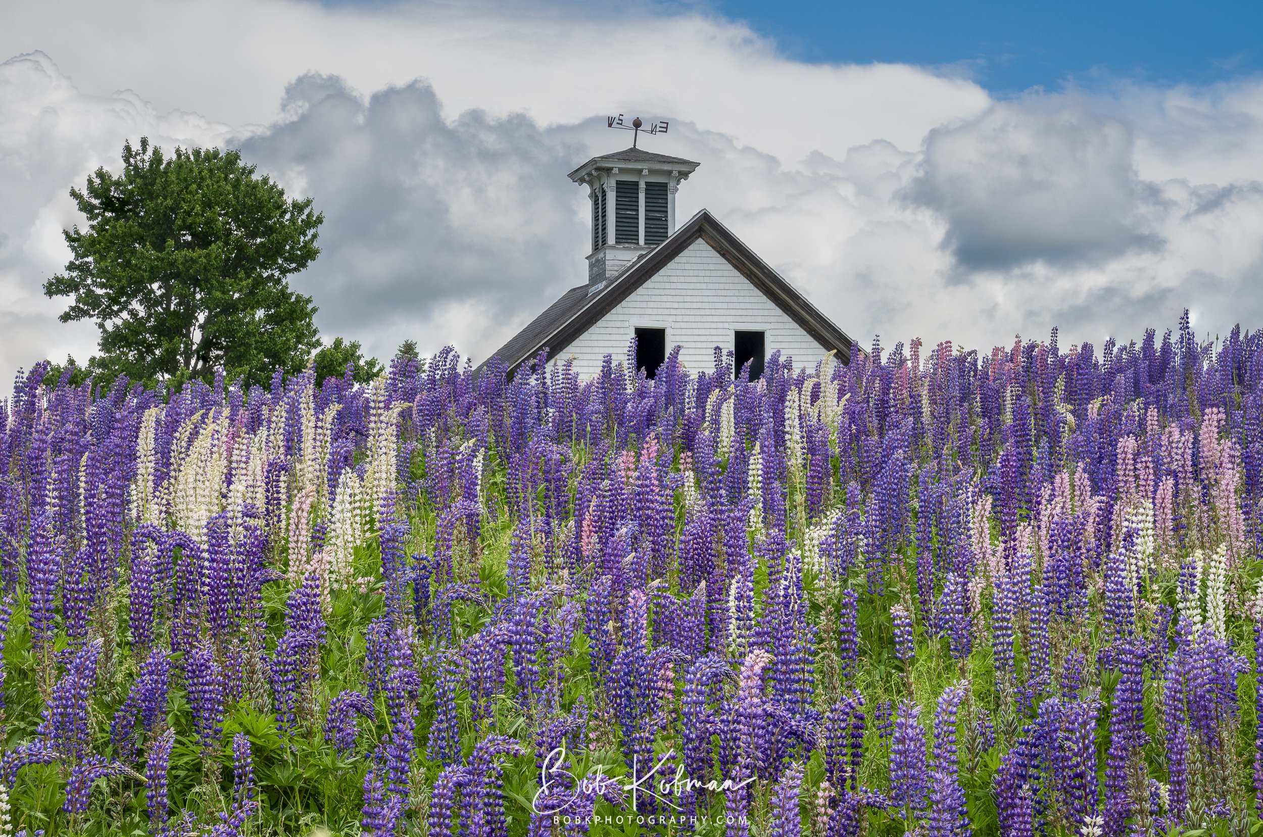 Lupines-20.jpg