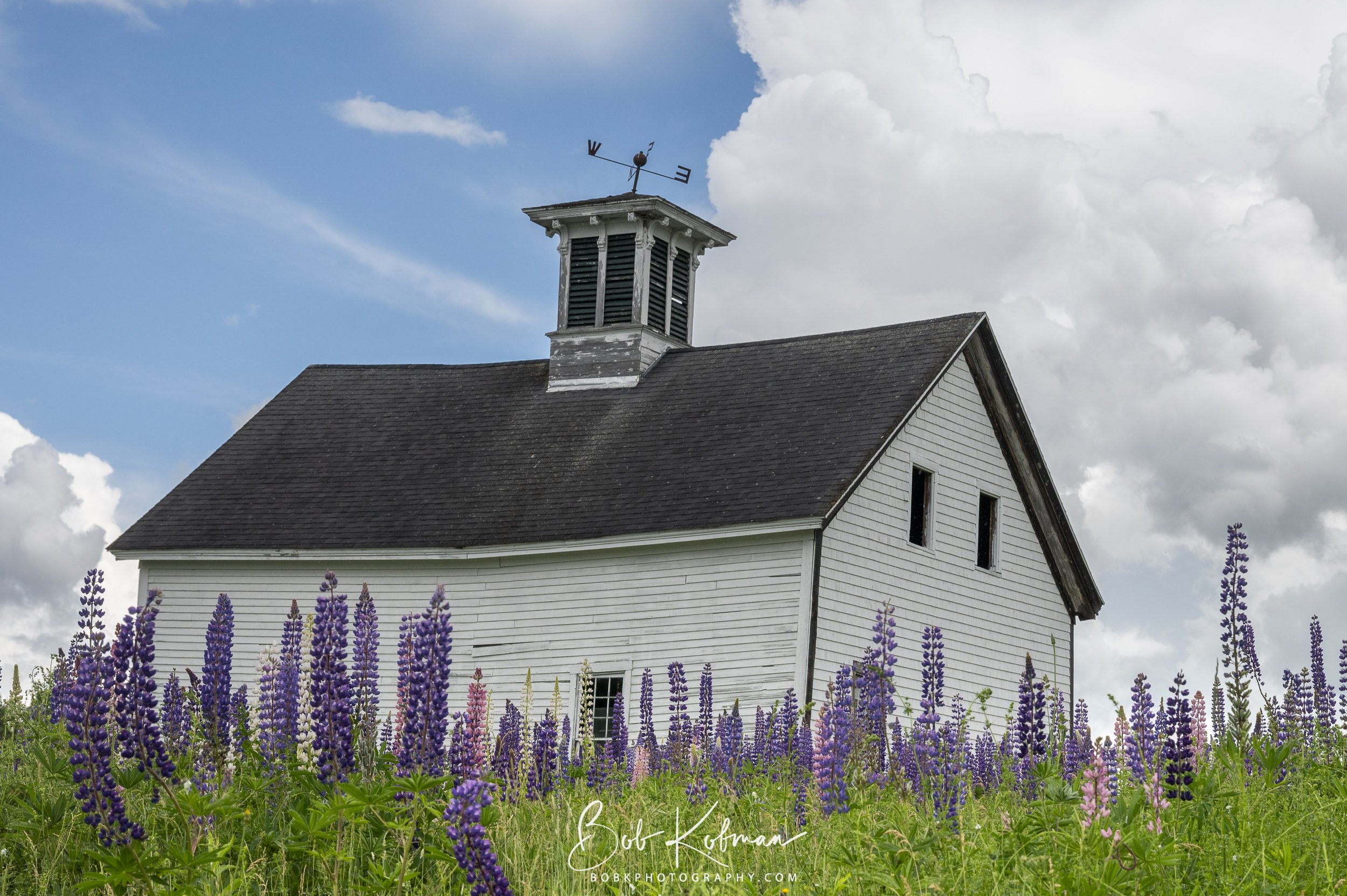 Lupines-22.jpg
