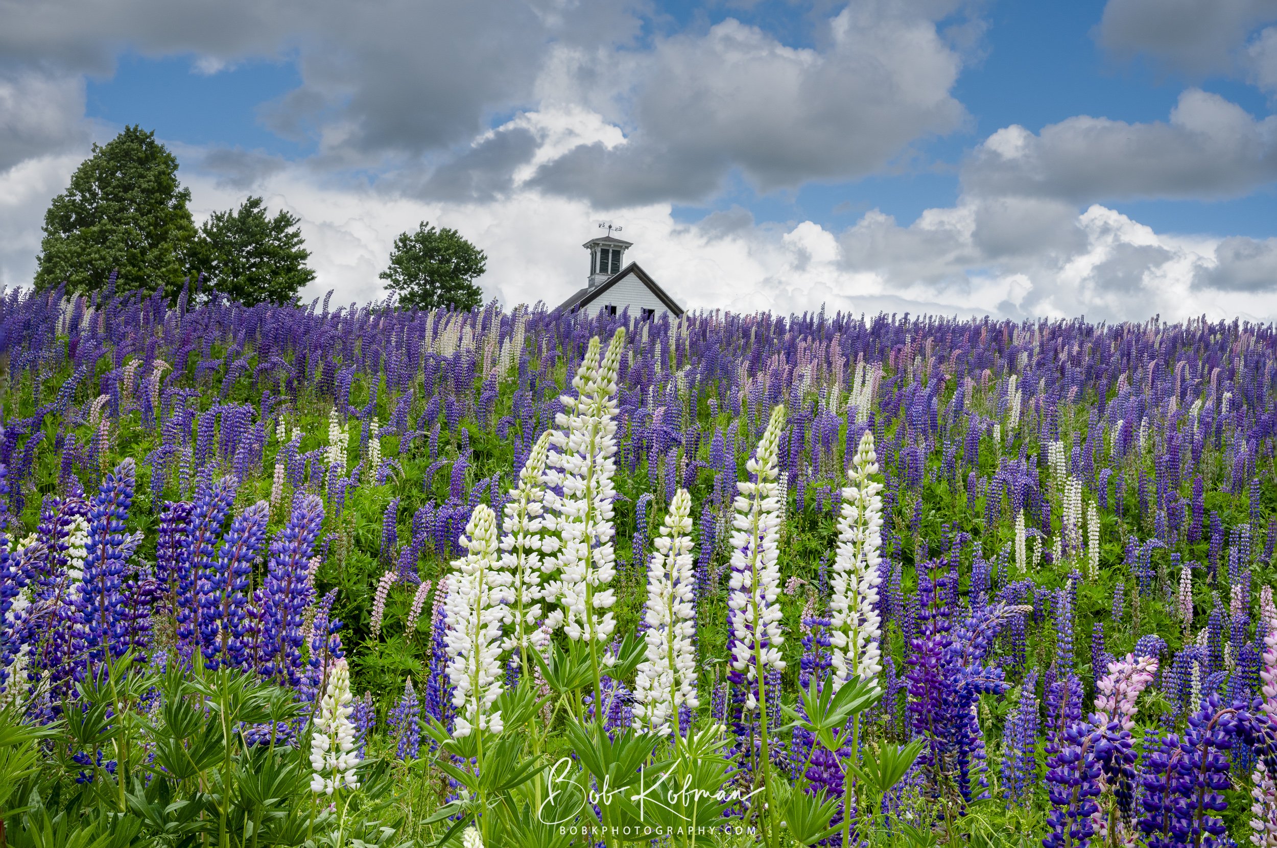 Lupines-21.jpg