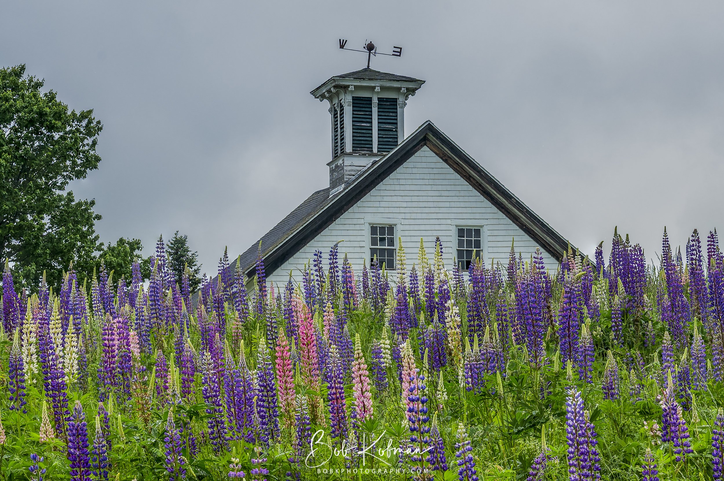 Lupines-24.jpg