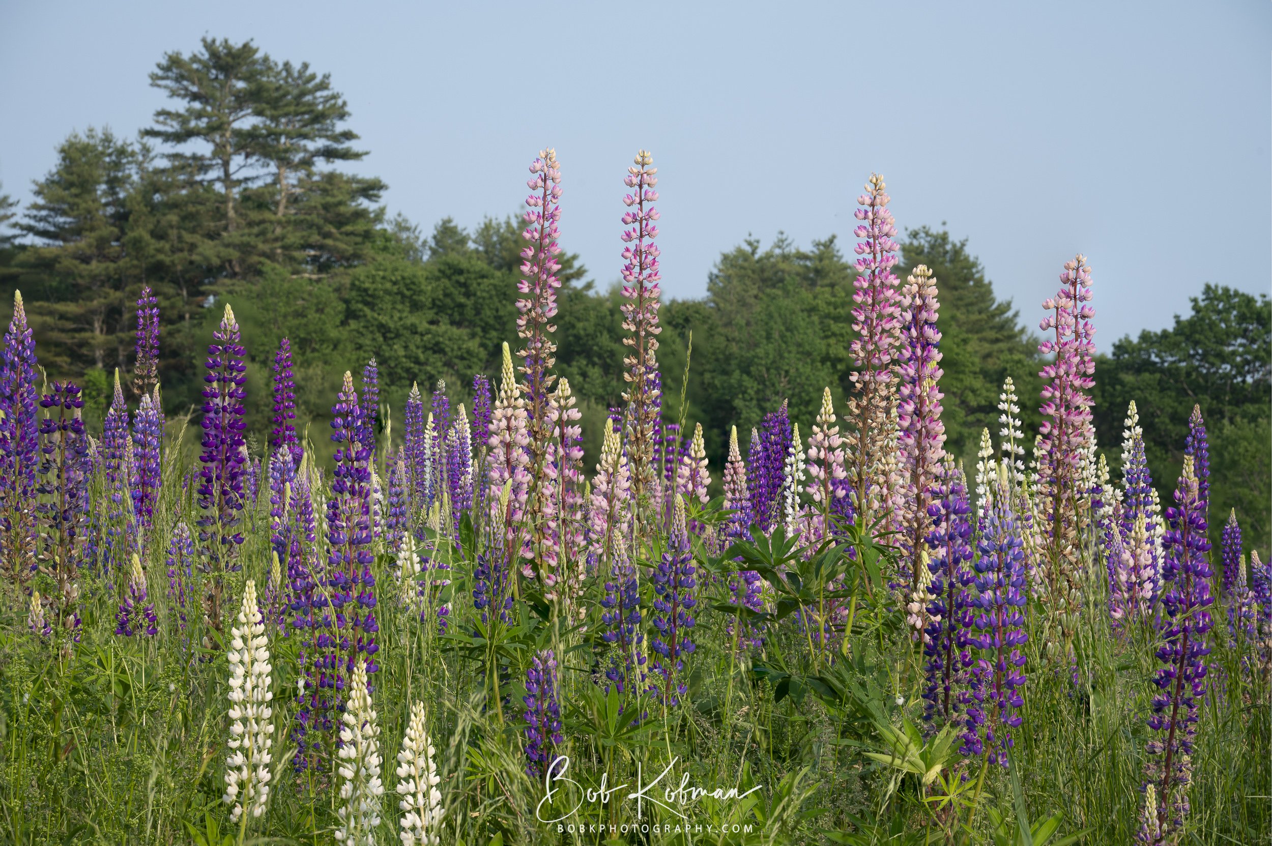 Lupines-26.jpg