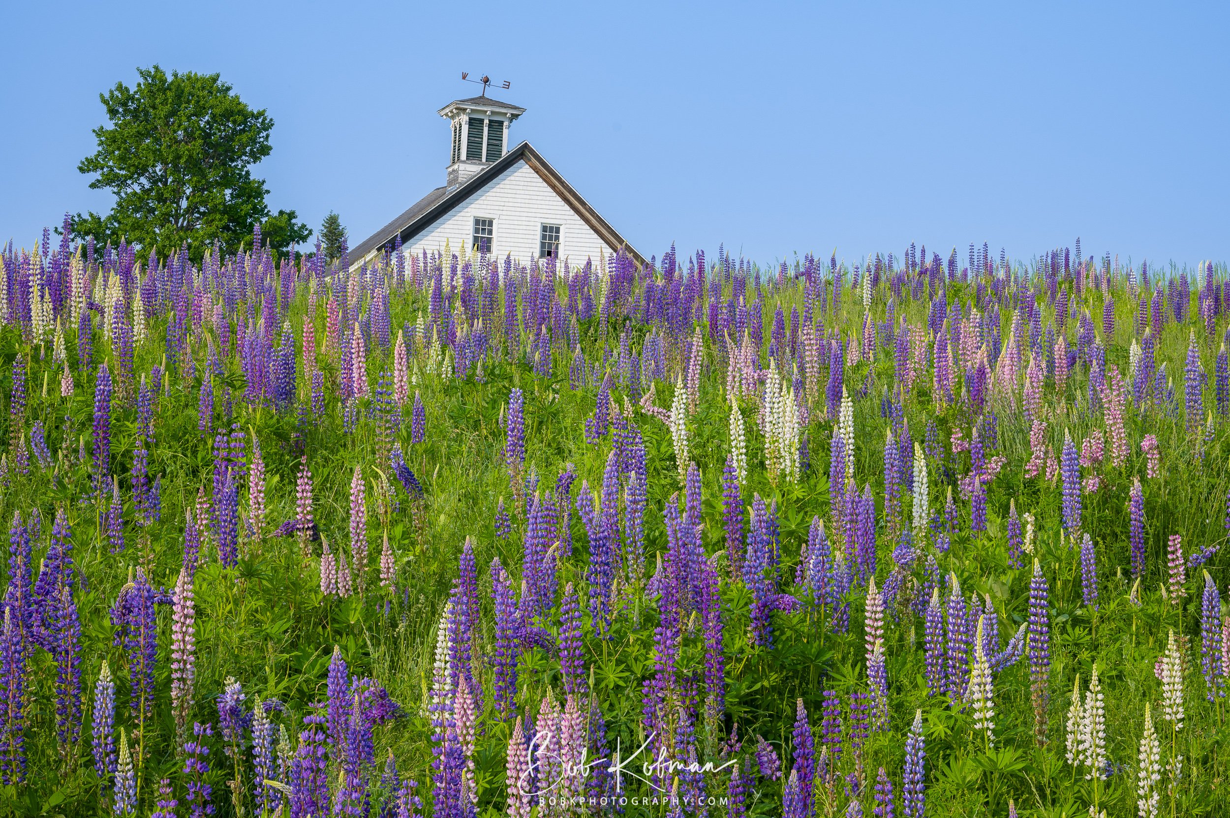 Lupines-25.jpg