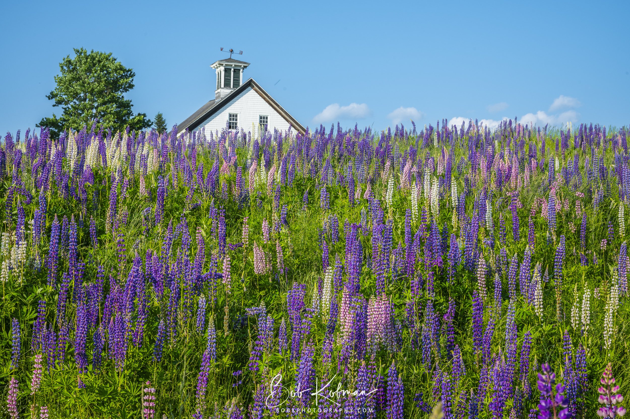 Lupines-30.jpg