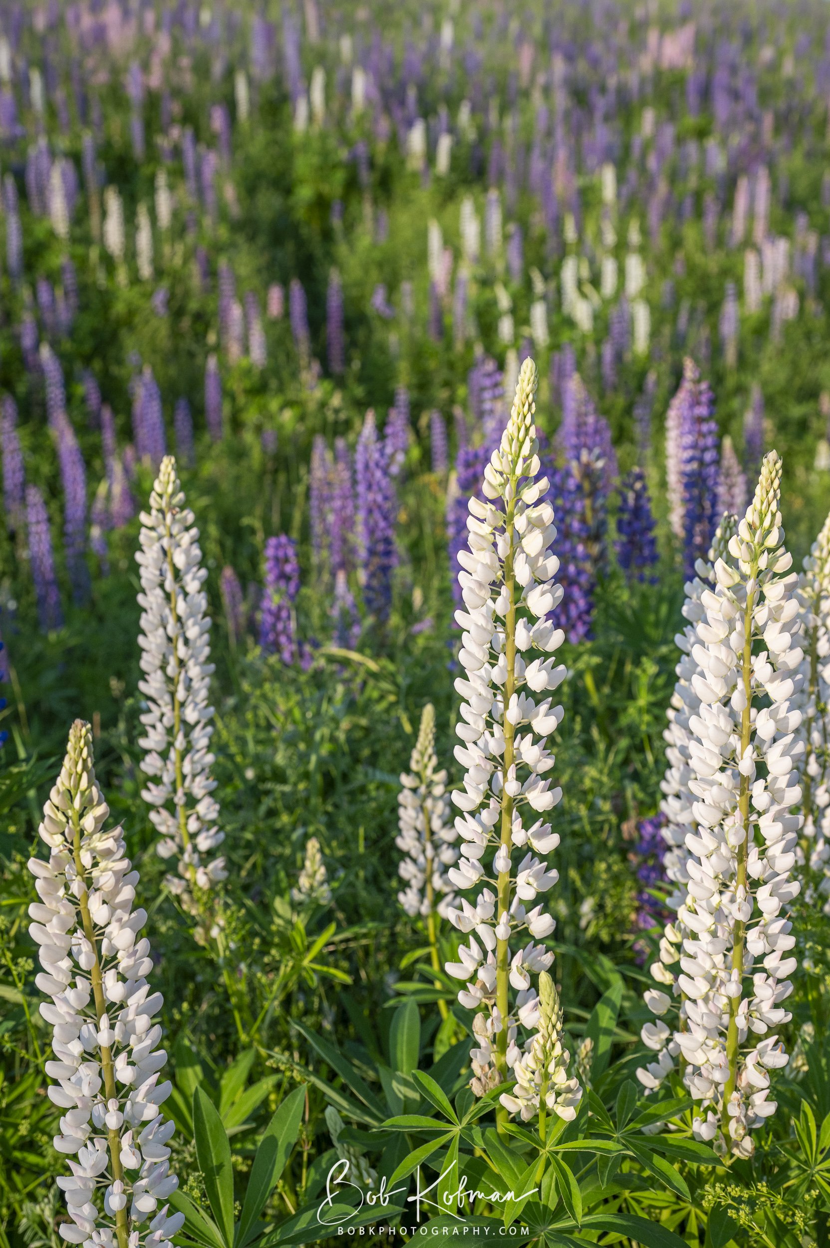 Lupines-31.jpg