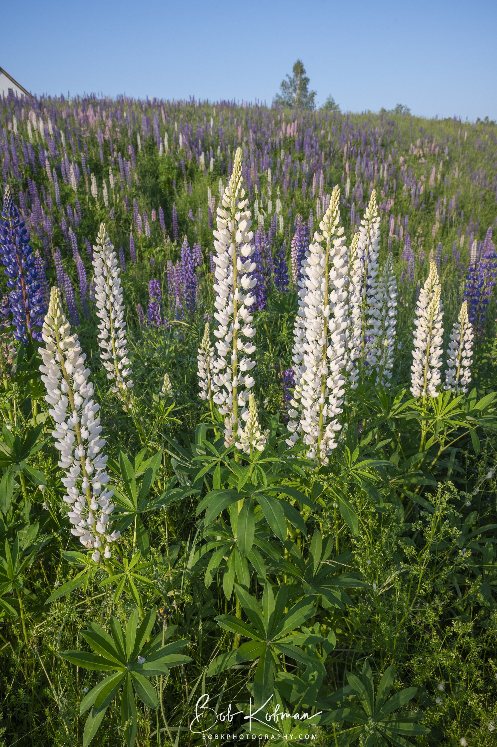 Lupines-32.jpg