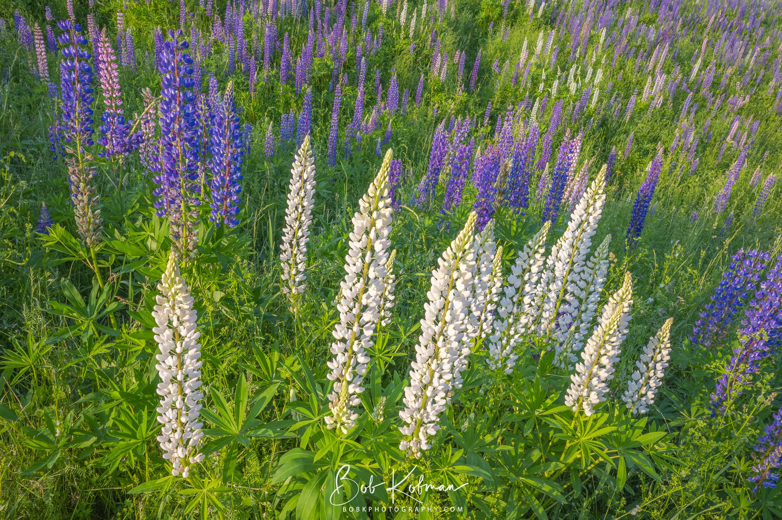 Lupines-34.jpg
