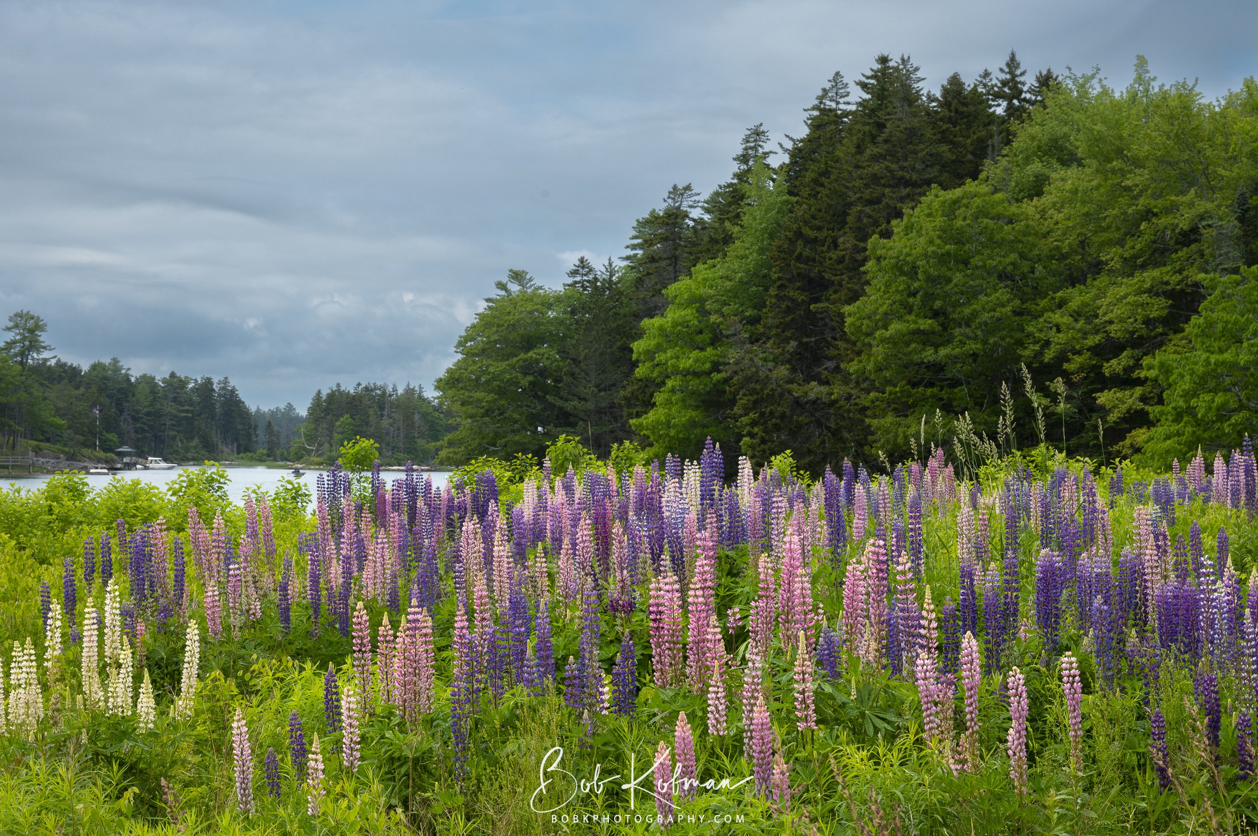 Lupines-35.jpg