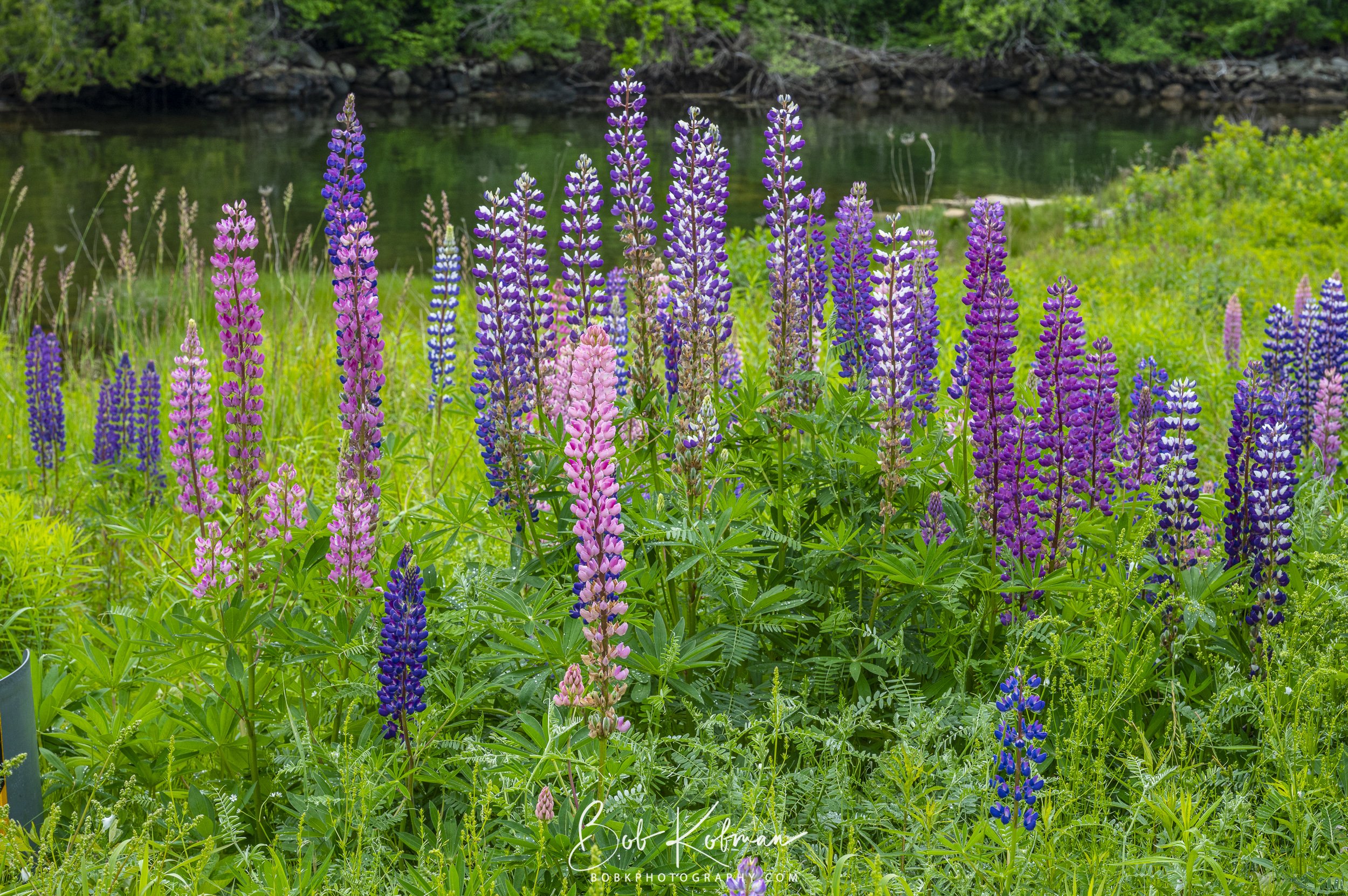 Lupines-36.jpg