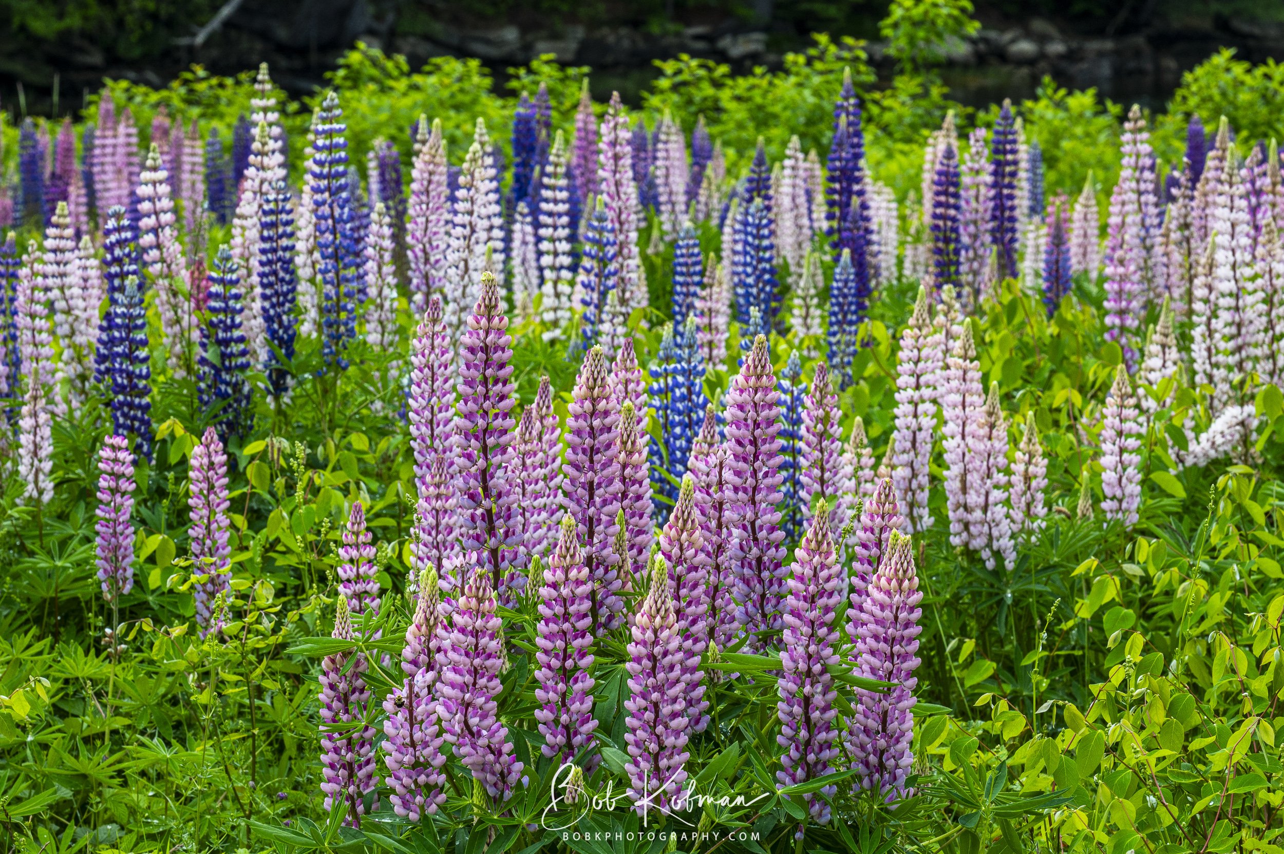 Lupines-37.jpg