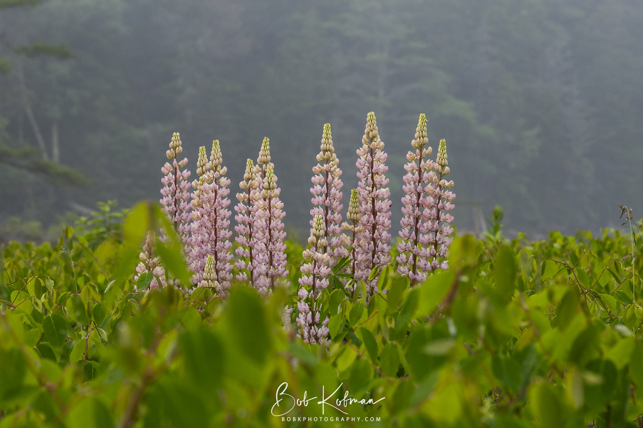 Lupines-39.jpg