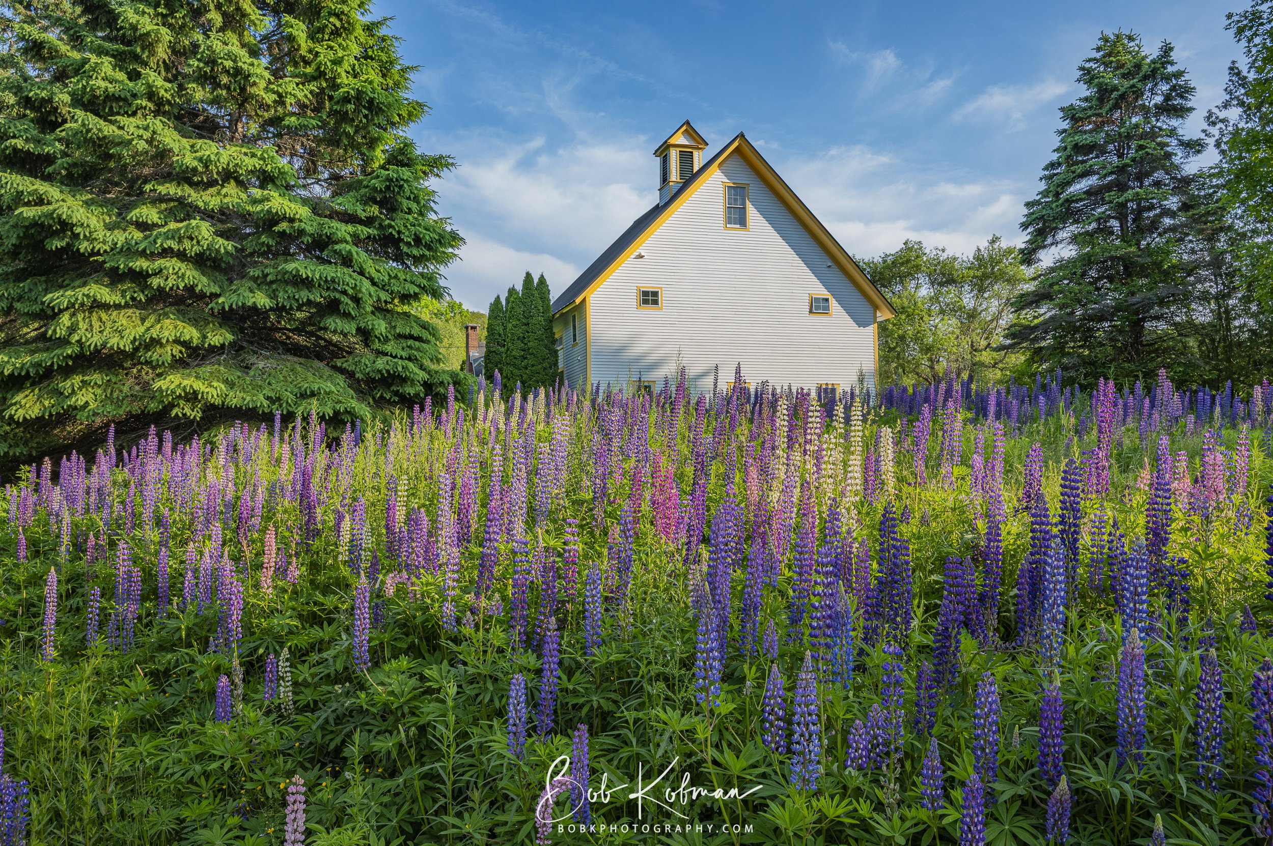 Lupines-38.jpg