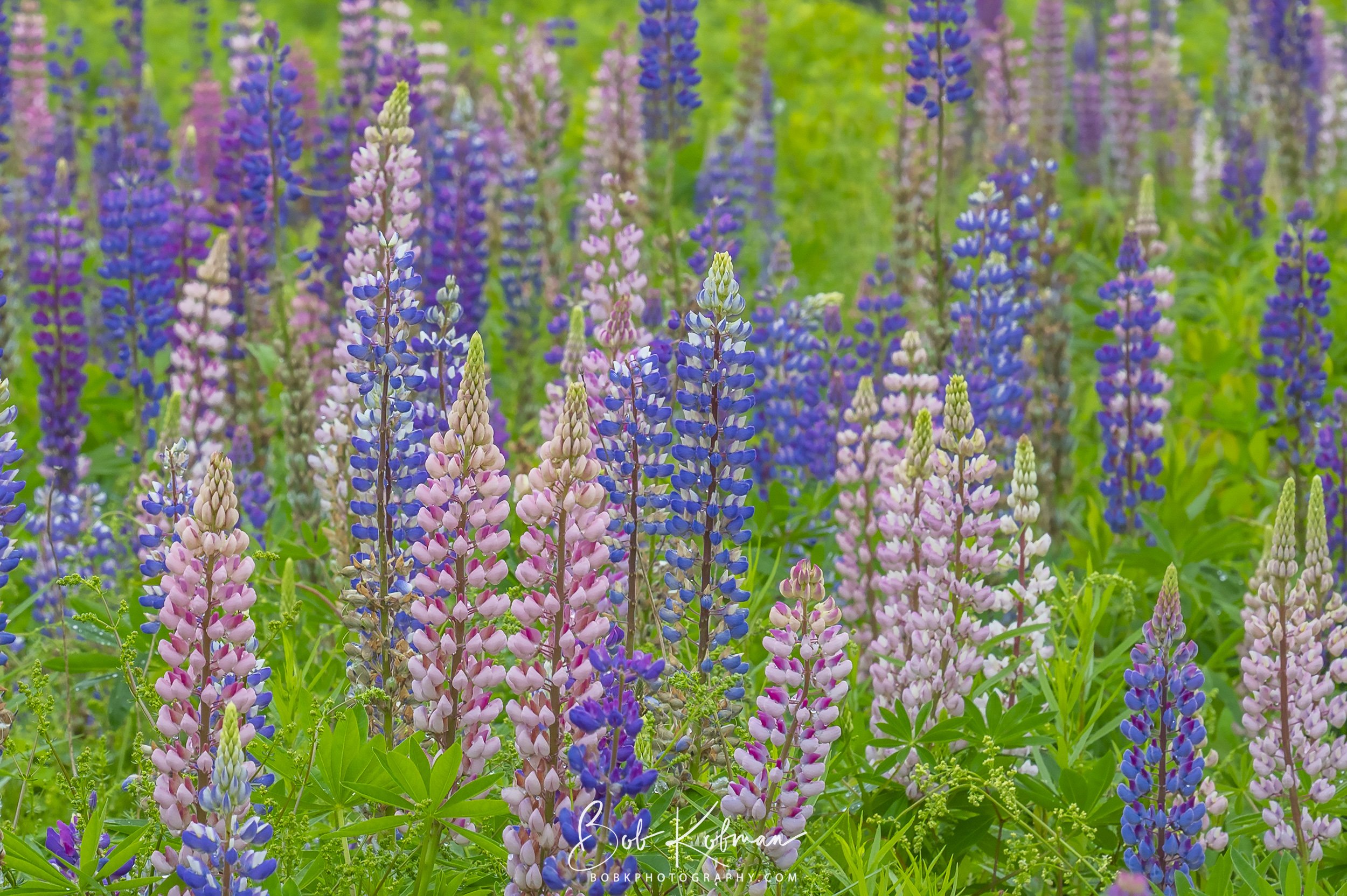 Lupines-40.jpg