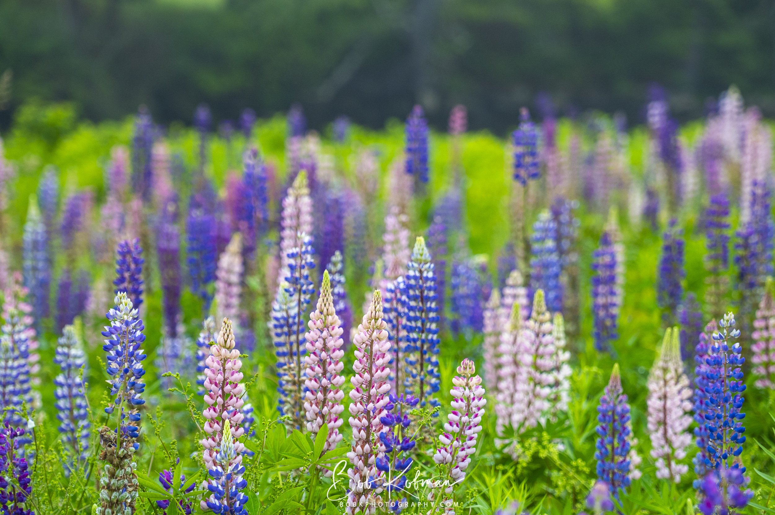 Lupines-41.jpg