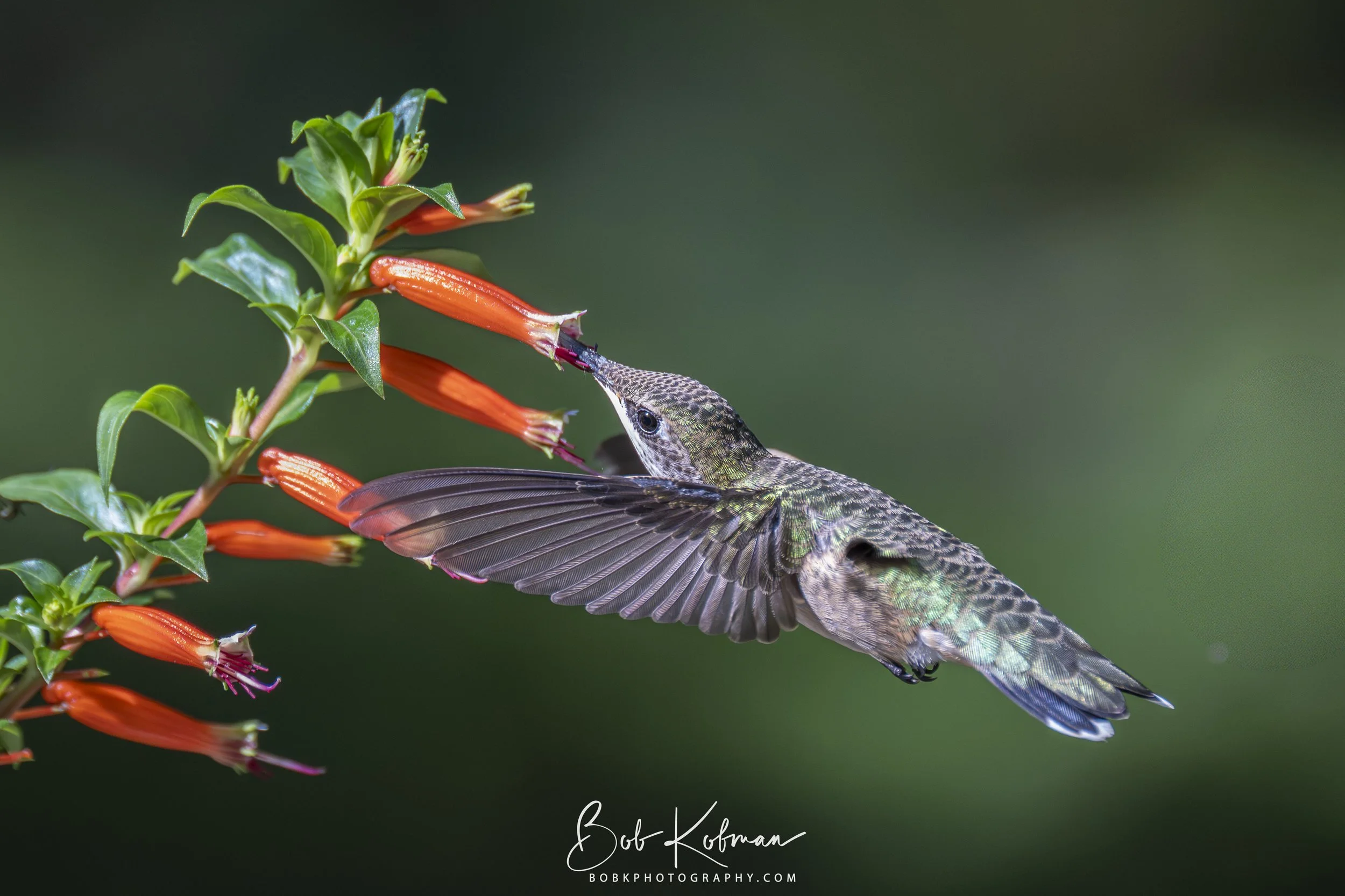 Hummingbird-11.jpg