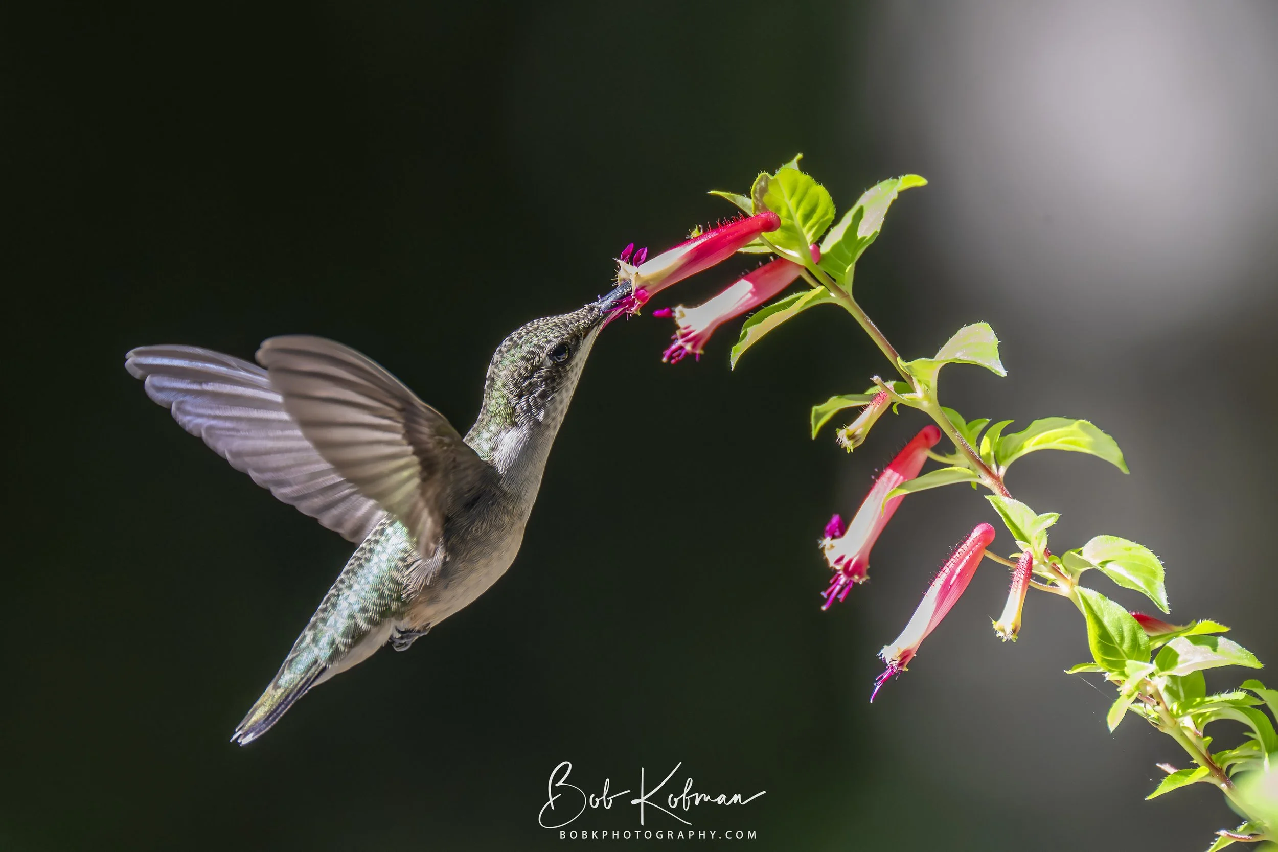 Hummingbird-12.jpg