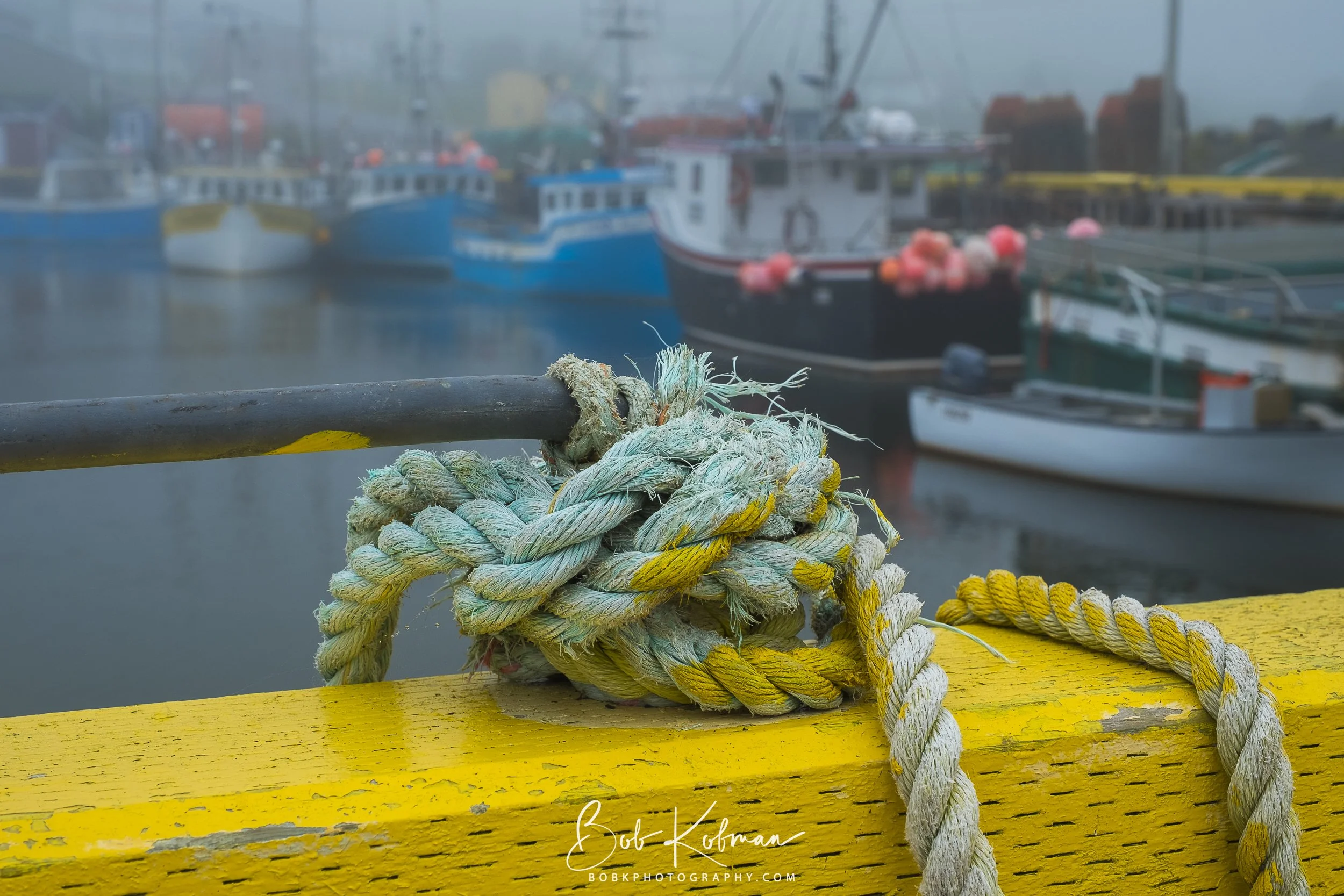Newfoundland-1.jpg