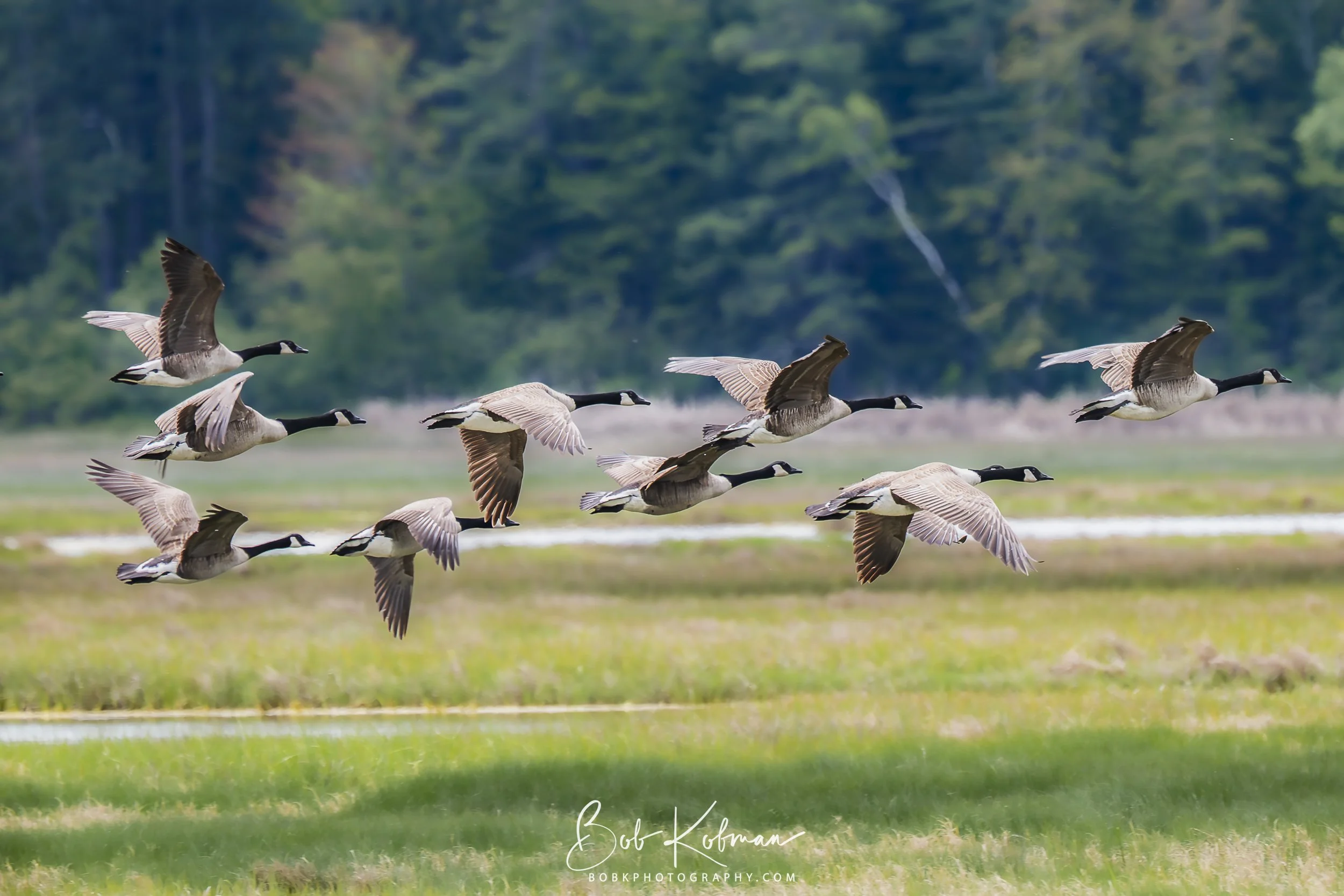 Flying Geese-27.jpg