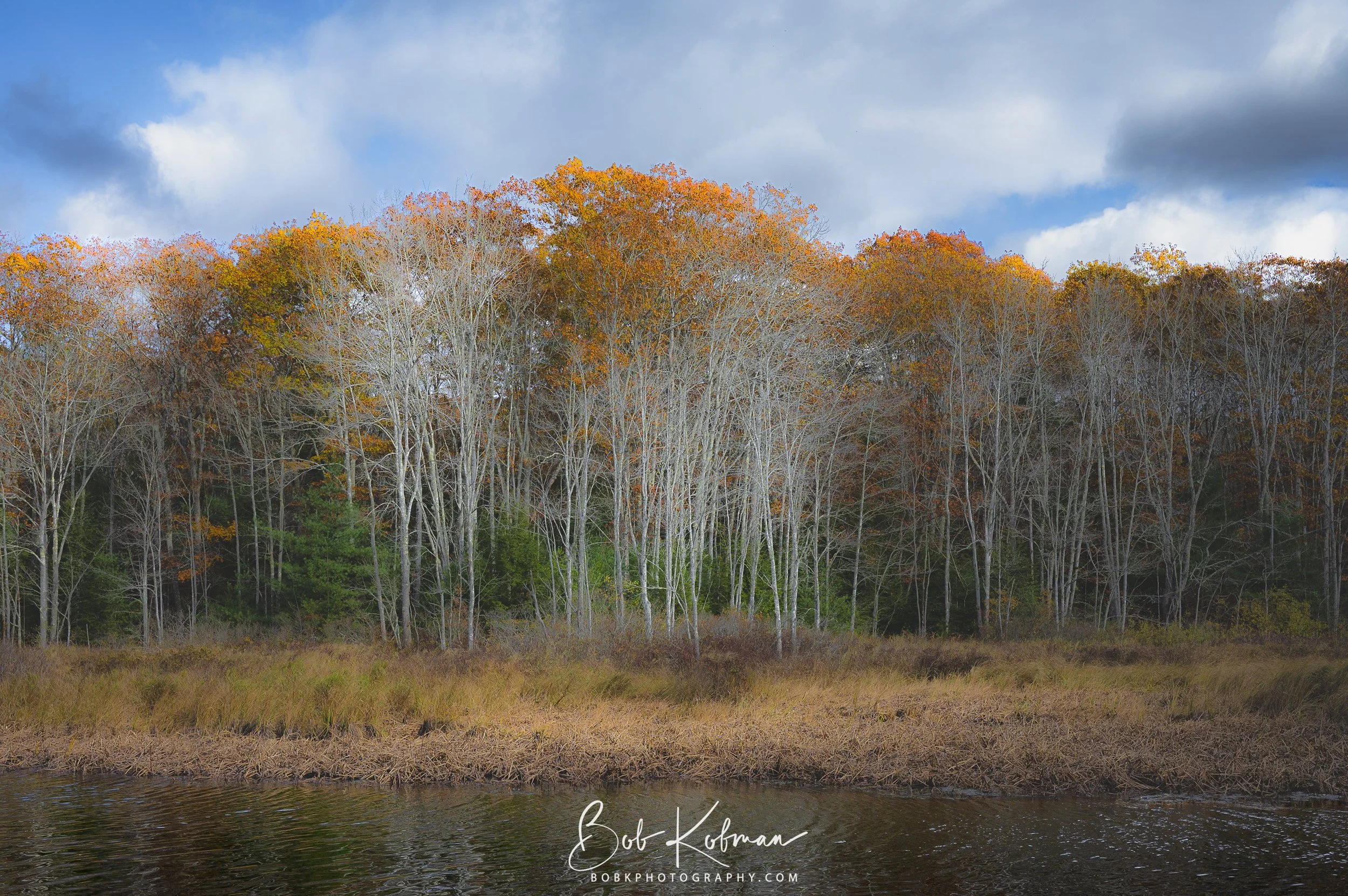 trees-74.jpg