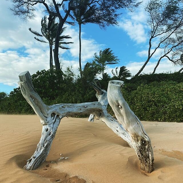 #beachair #beachlife #beachlife #beachvibes #mauibeaches #keawakapu #driftwood #paradise #mauinokaoi🌺