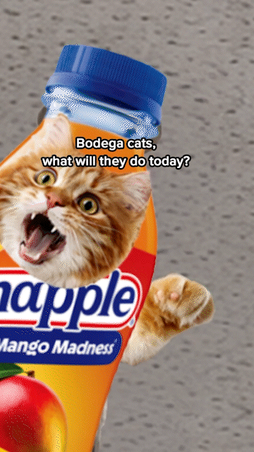 Snapple Bodega Cats
