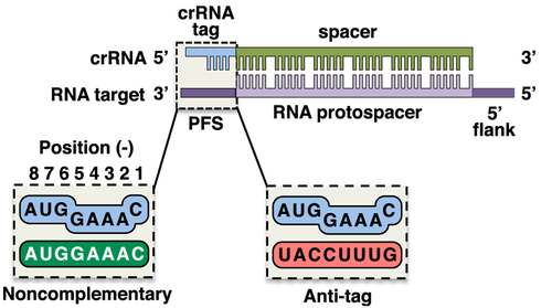 What makes a match? For CRISPR type III-B, it depends on location — The ...