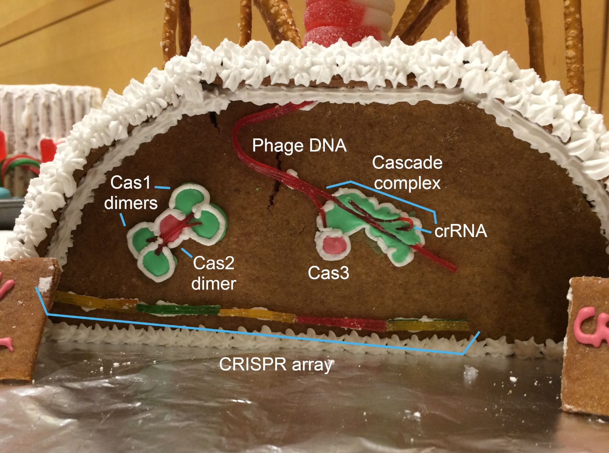  Close-up of the Crispr cut-away with added labels. Red gummy candy strands labeled “phage DNA” lead down from the top. A green icing blob, labeled  “Cascade complex” surrounds a section where the strand splits in two. The strand inside Cascade runs 