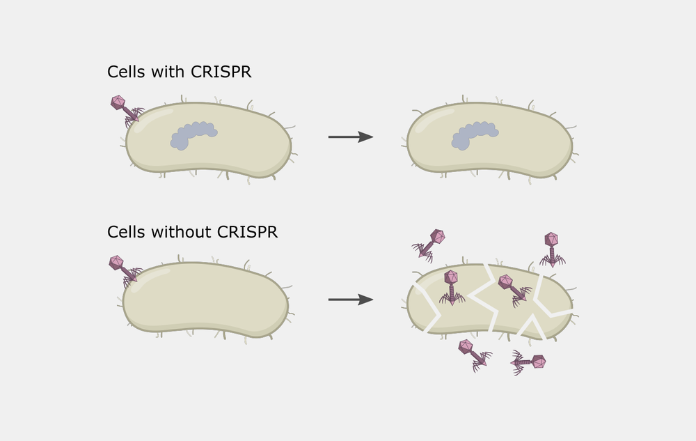 What is CRISPR?