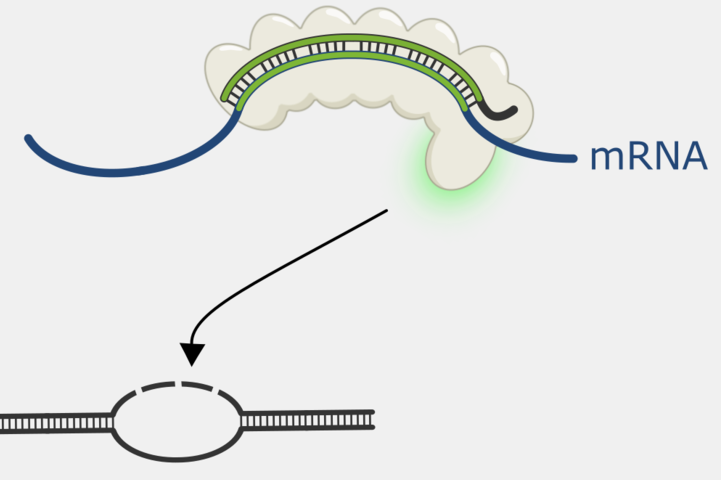 Solving a targeting puzzle: Type III-B DNA cleavage