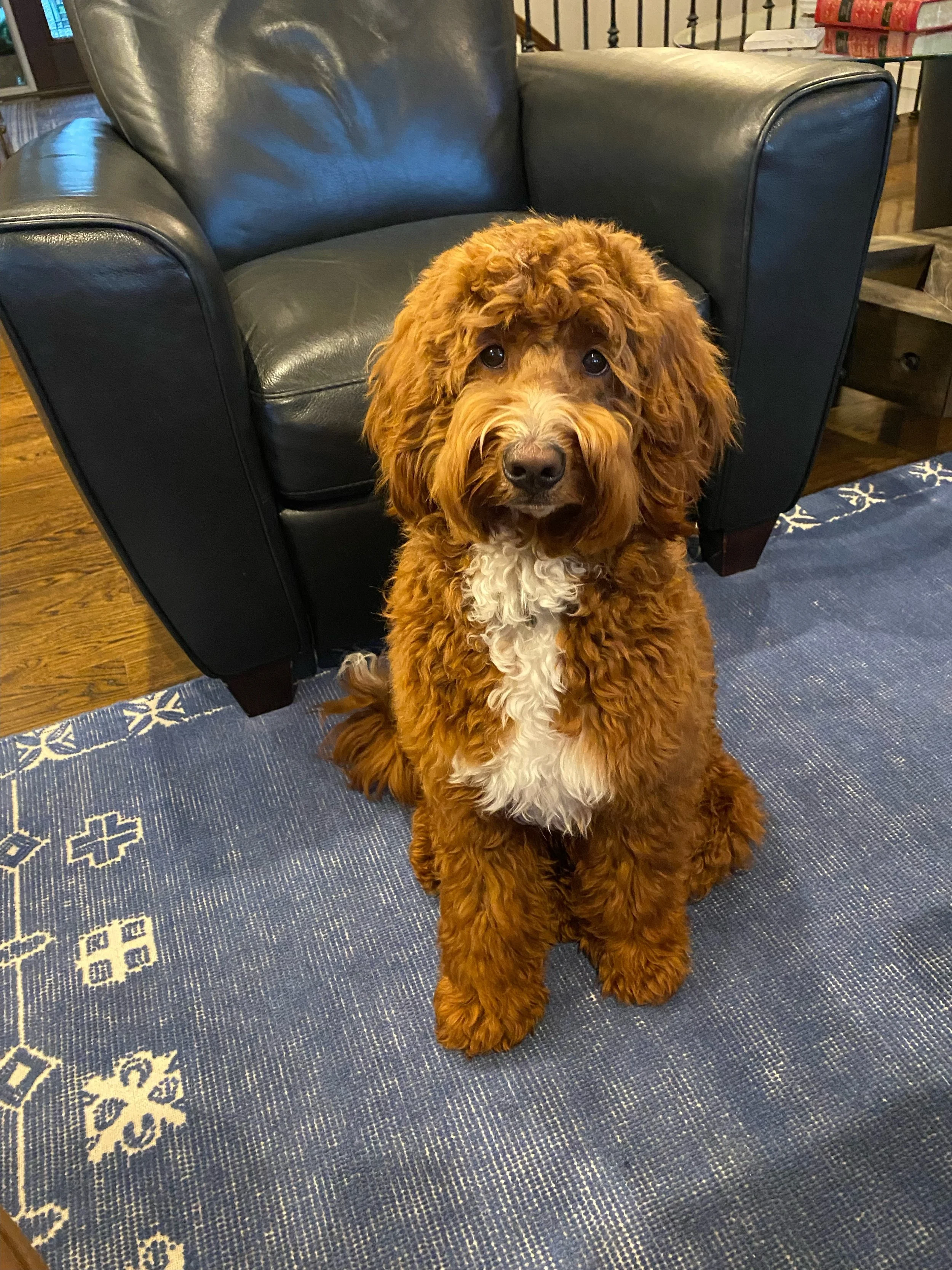 Sheepadoodle Dog Petfinder Sheepadoodle Sheepadoodle Petfinder Dog