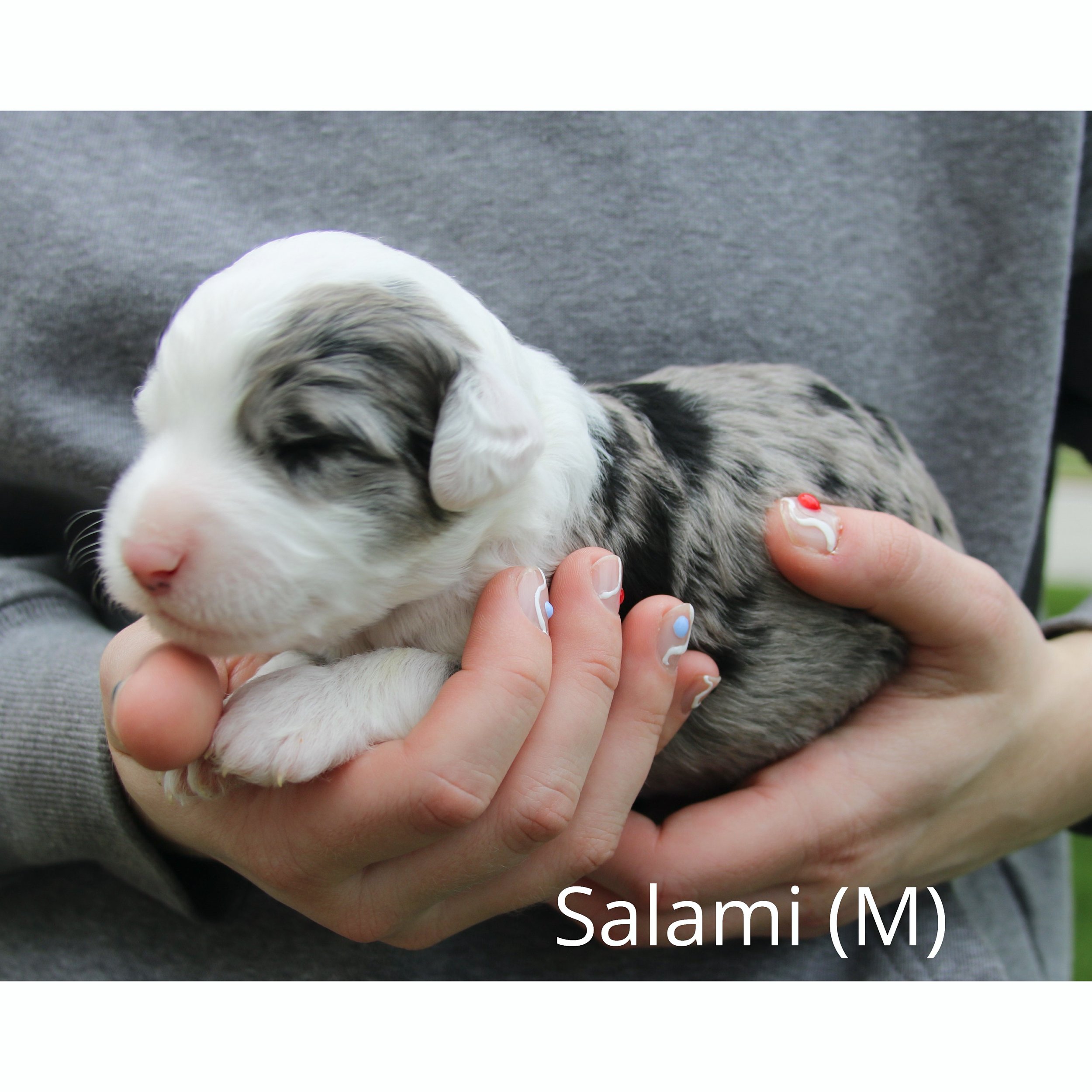 Salami 2 week website.jpeg