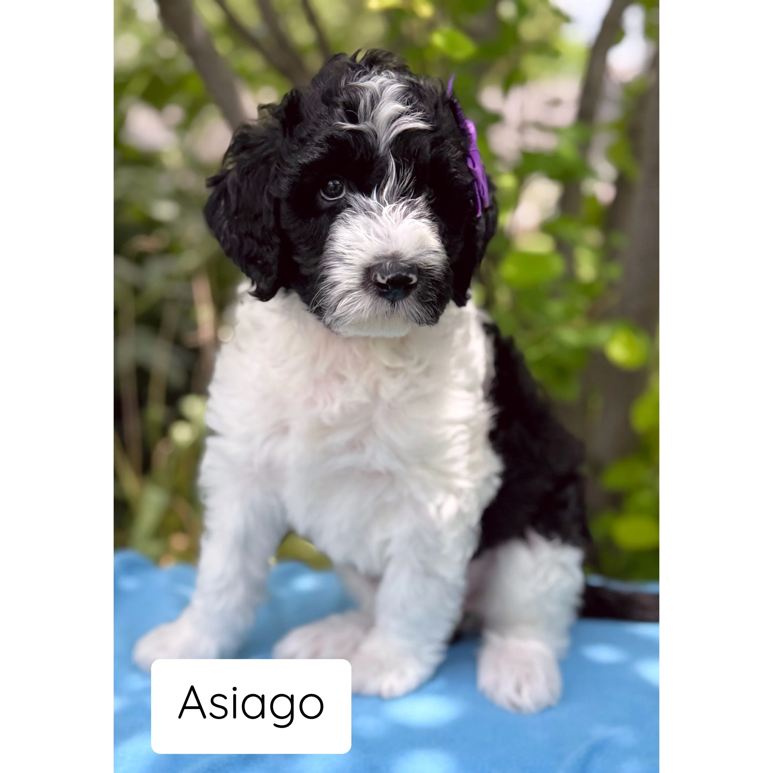 Asiago 6 weeks.JPG