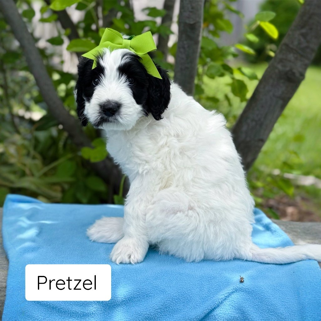 pretzel 6 week.JPG