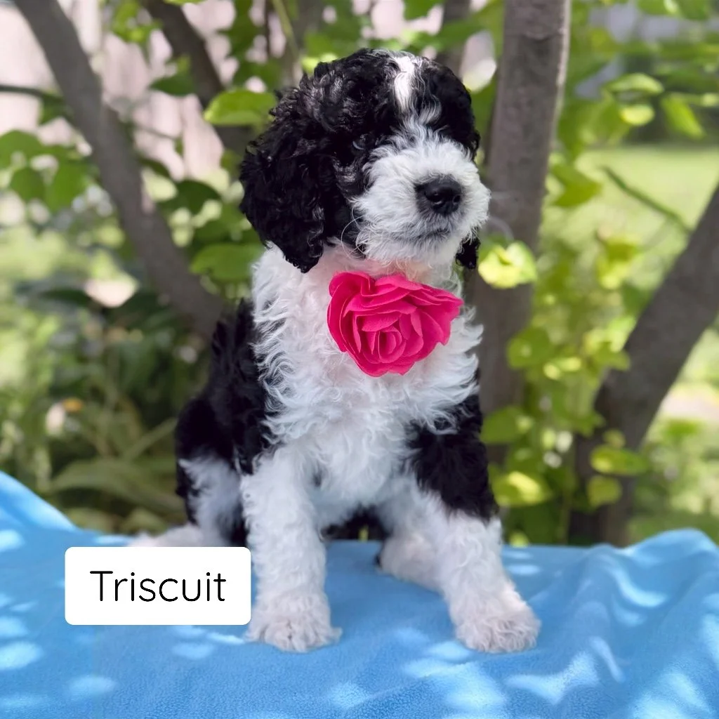 Triscuit 6 weeks.JPG