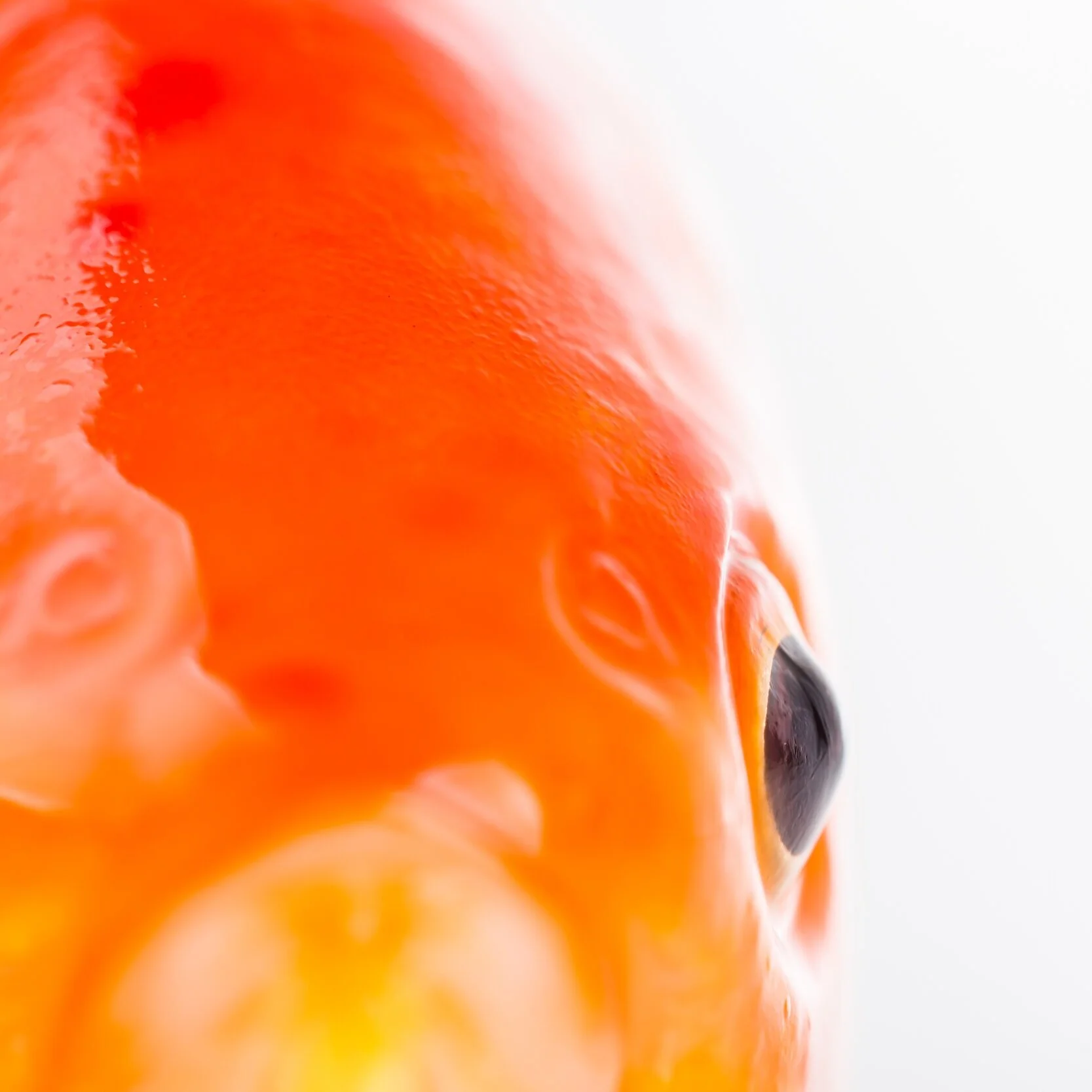 The eye of a goldfish