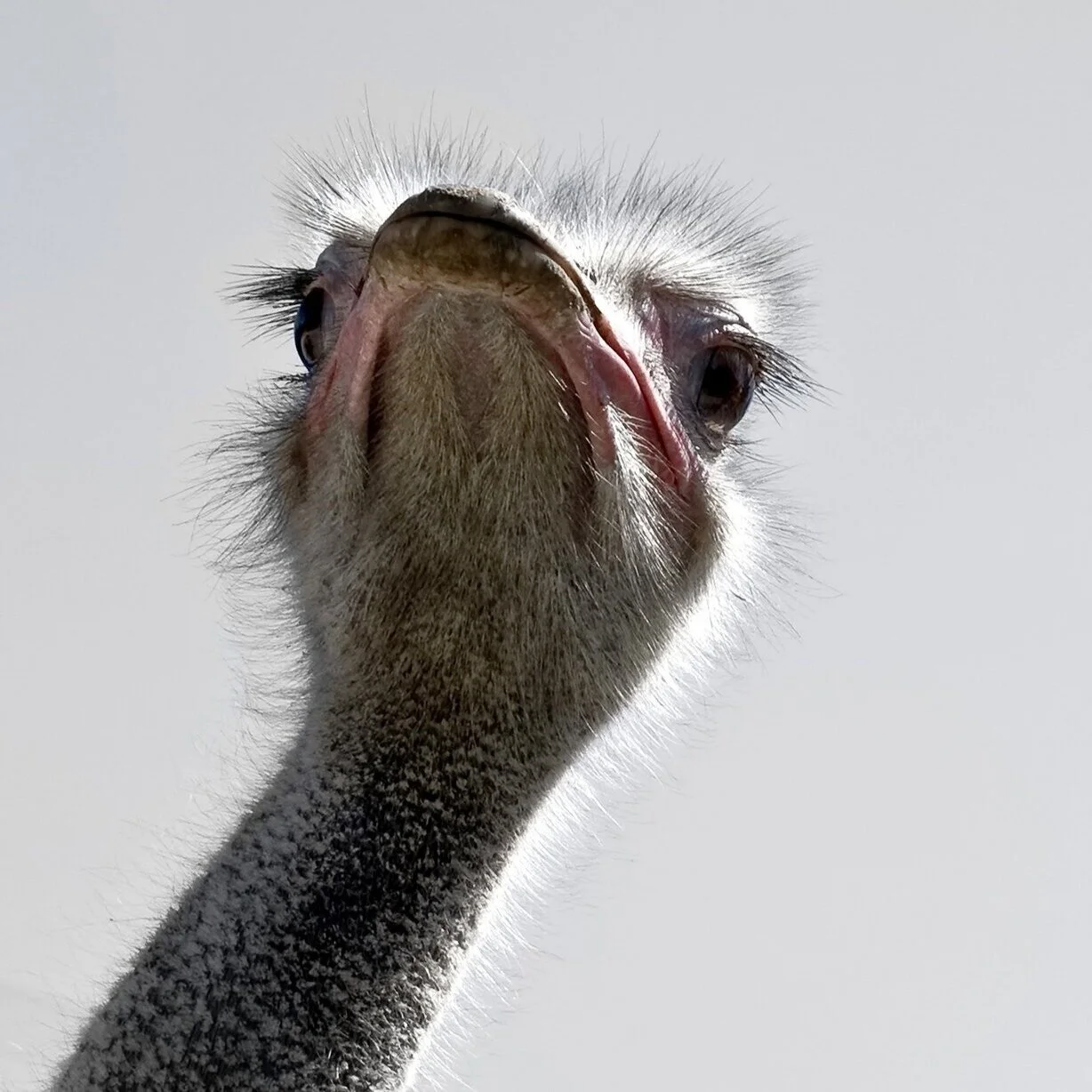 The head of an ostrich