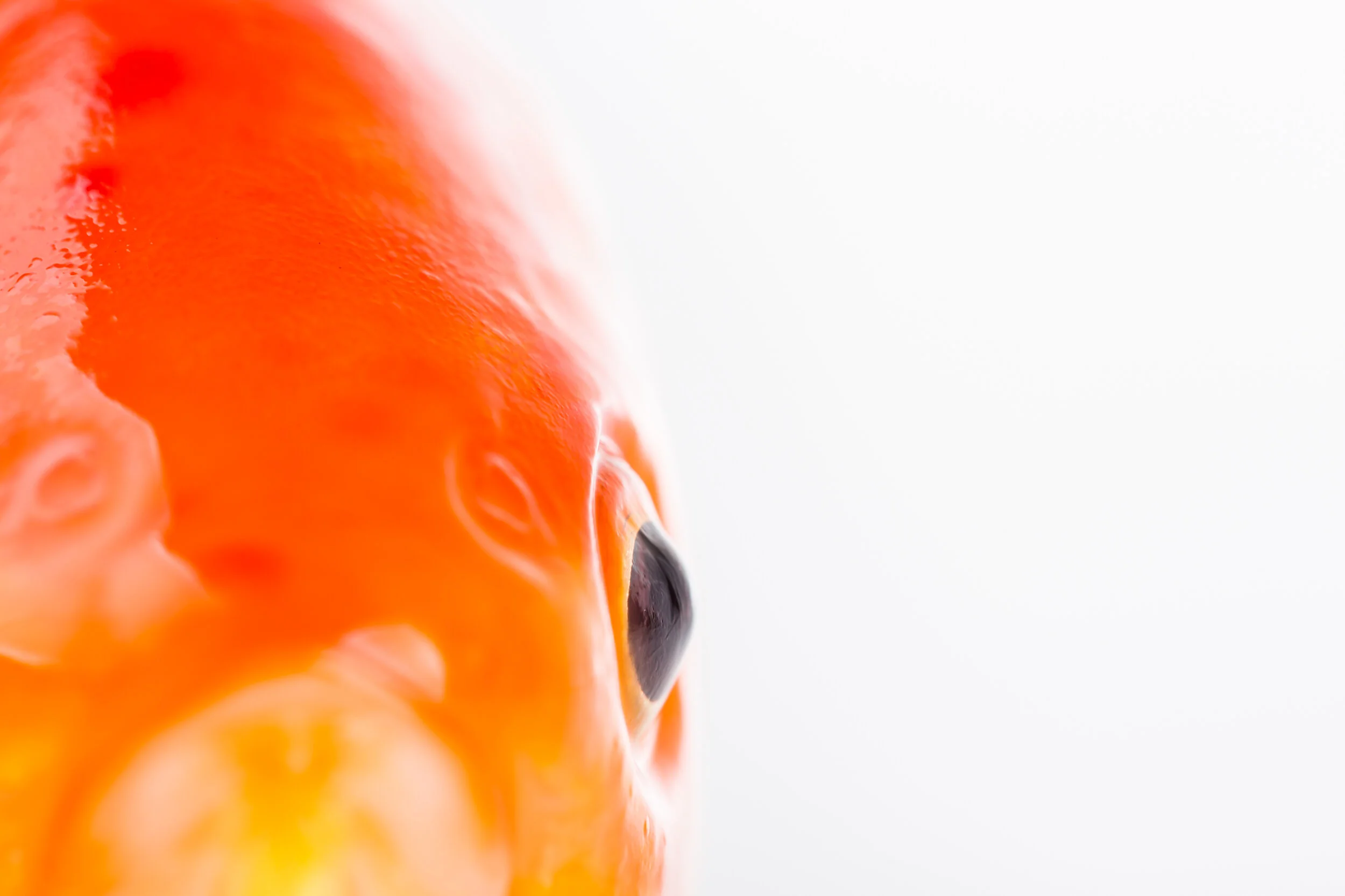 The eye of a goldfish