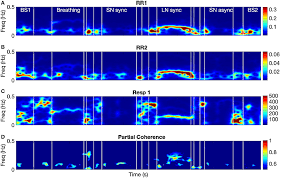 Heart Rate Variability Synchronizes When Non-experts Vocalize Together