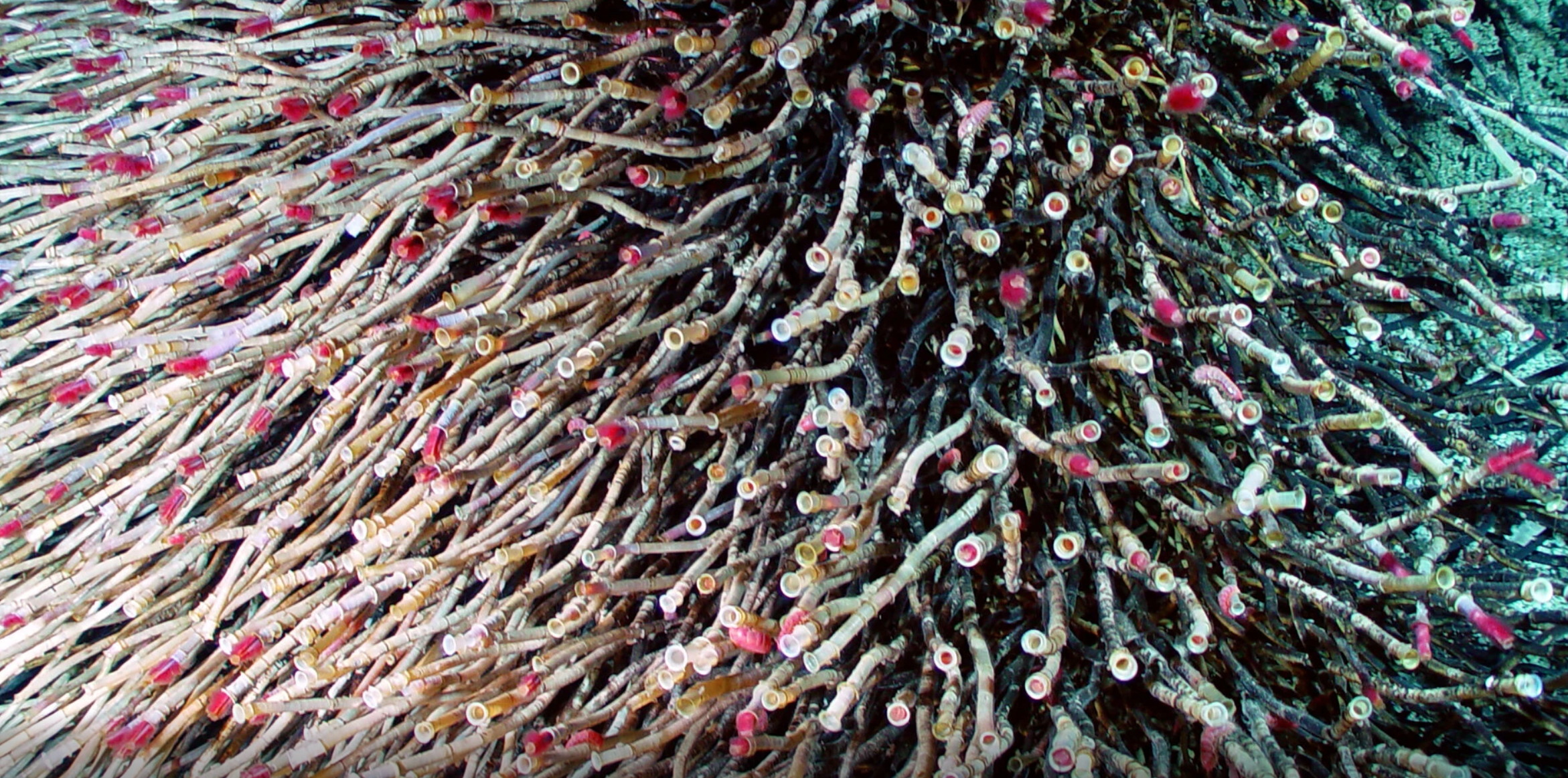 Could Listening to the Deep Sea Help Save It?