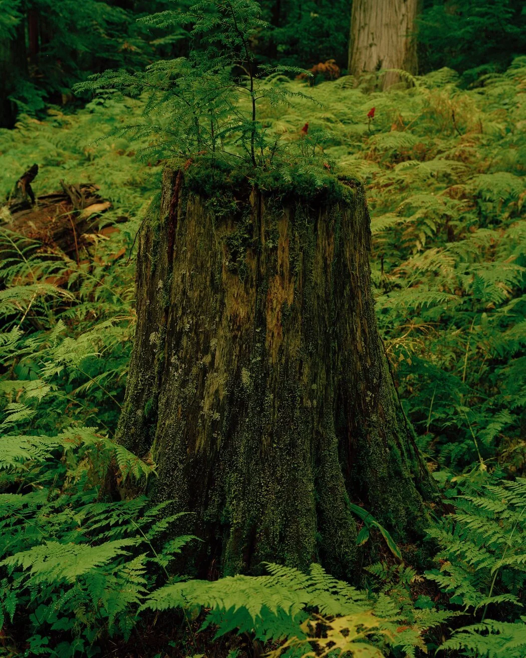 The Social Life of Forests