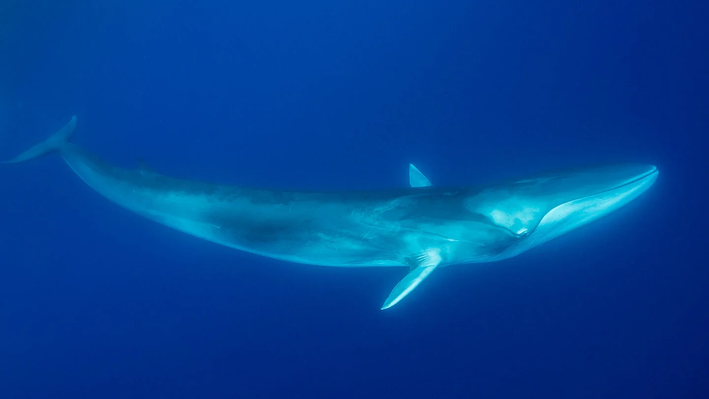 Fin whale songs can reveal hidden features of the ocean floor