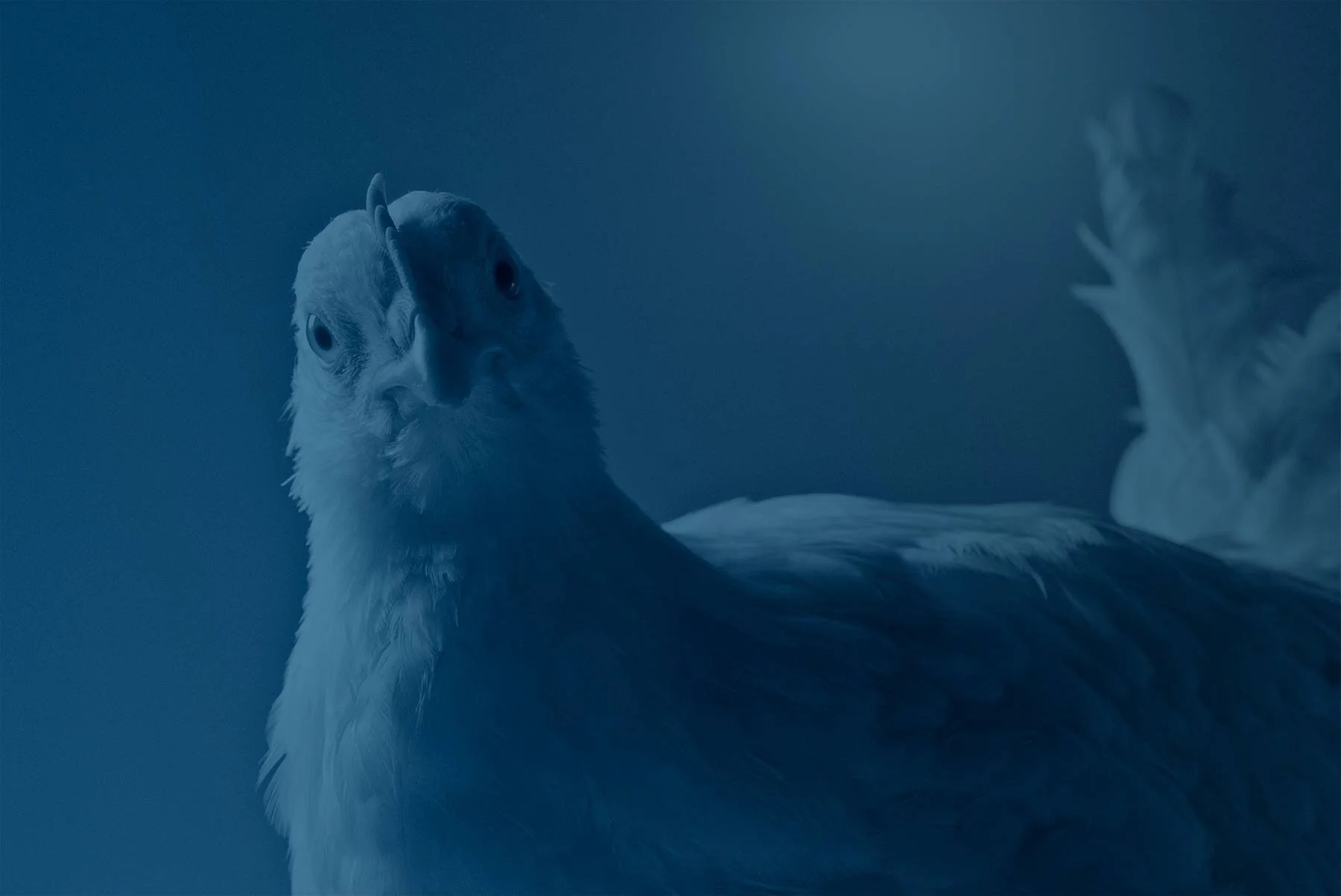 CustomPoultryVaccines.jpg