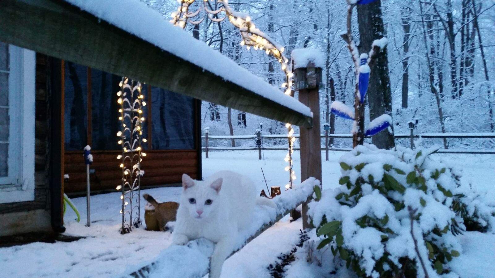 cat in snow.jpg
