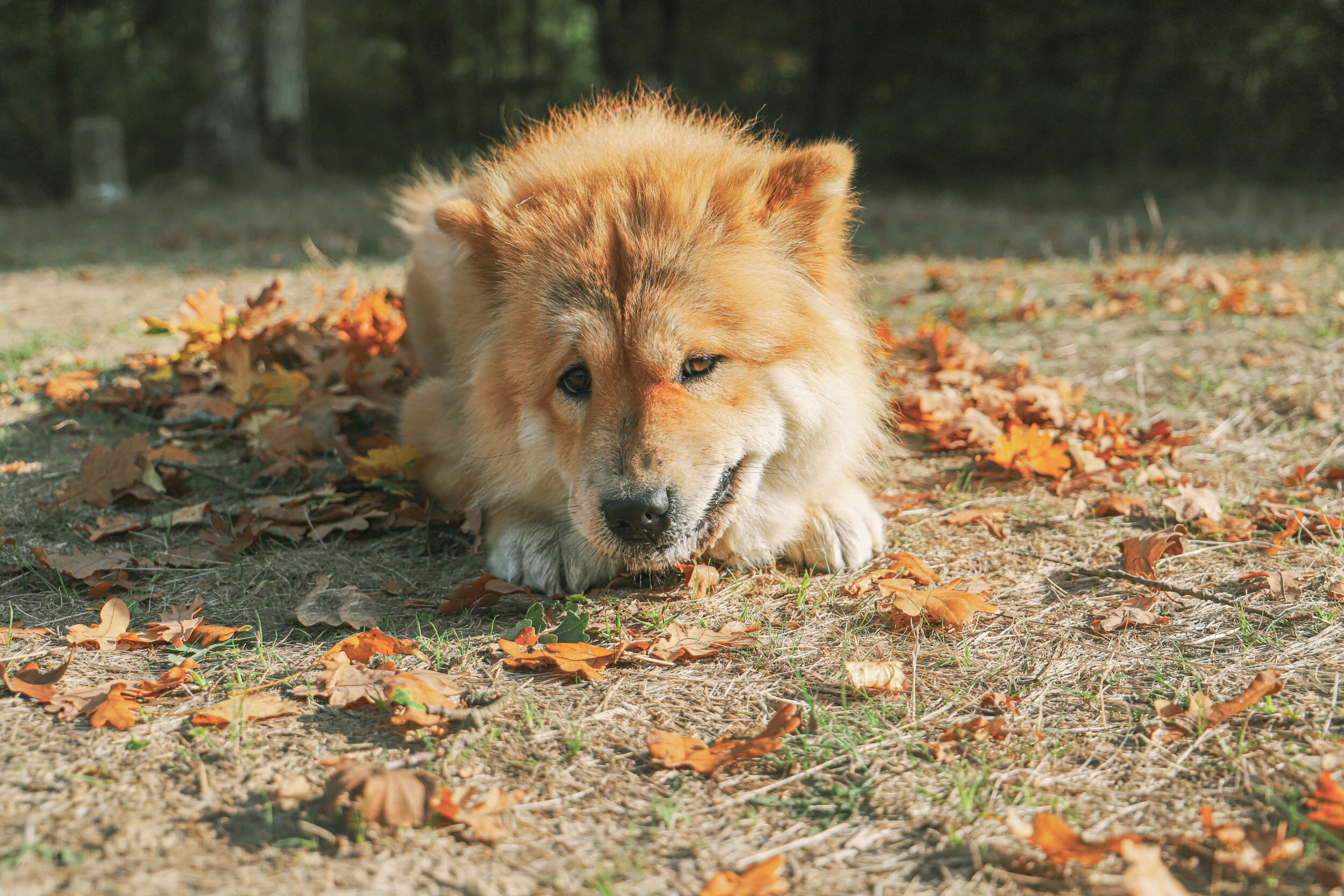 nala 2.jpg