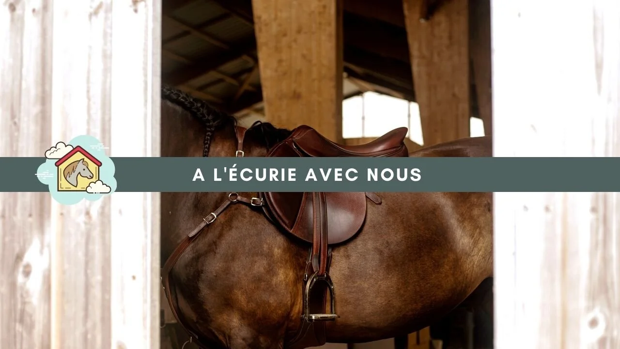 Un moment à l'écurie avec nous (GALERIE ET VIDEO) 