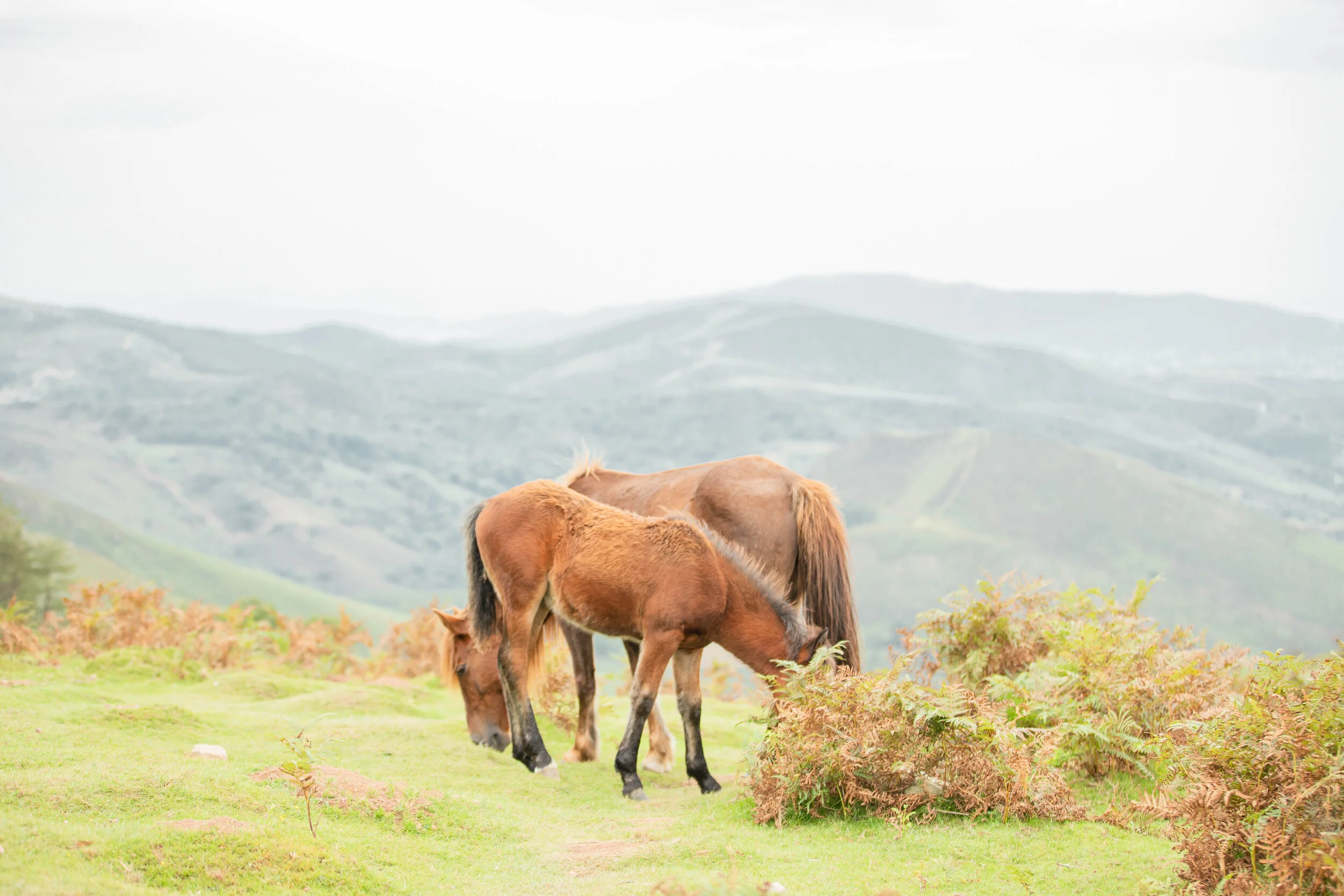 Reportage photo au coeur d'une randonnée au Pays Basque 