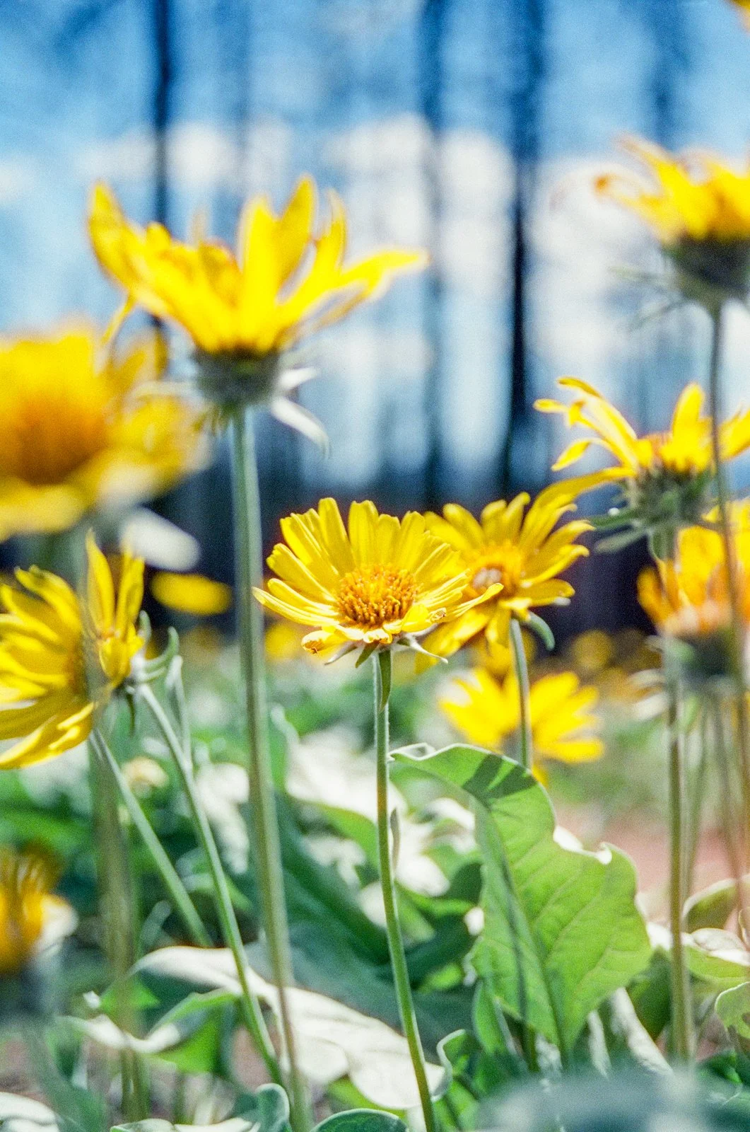 Cinestill Spring 2024-2.jpg